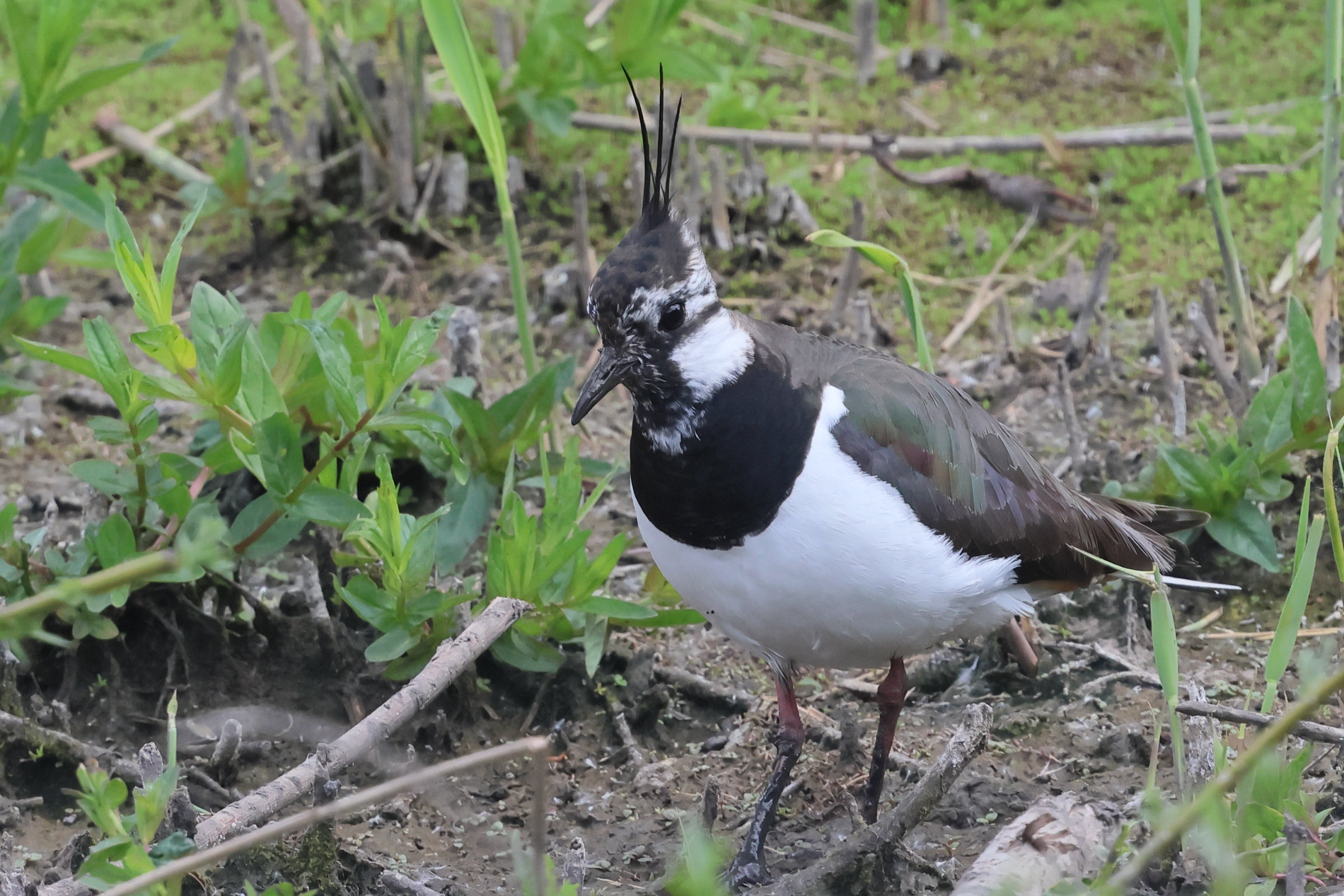 vanneau_huppe_-_vanellus_vanellus4bd