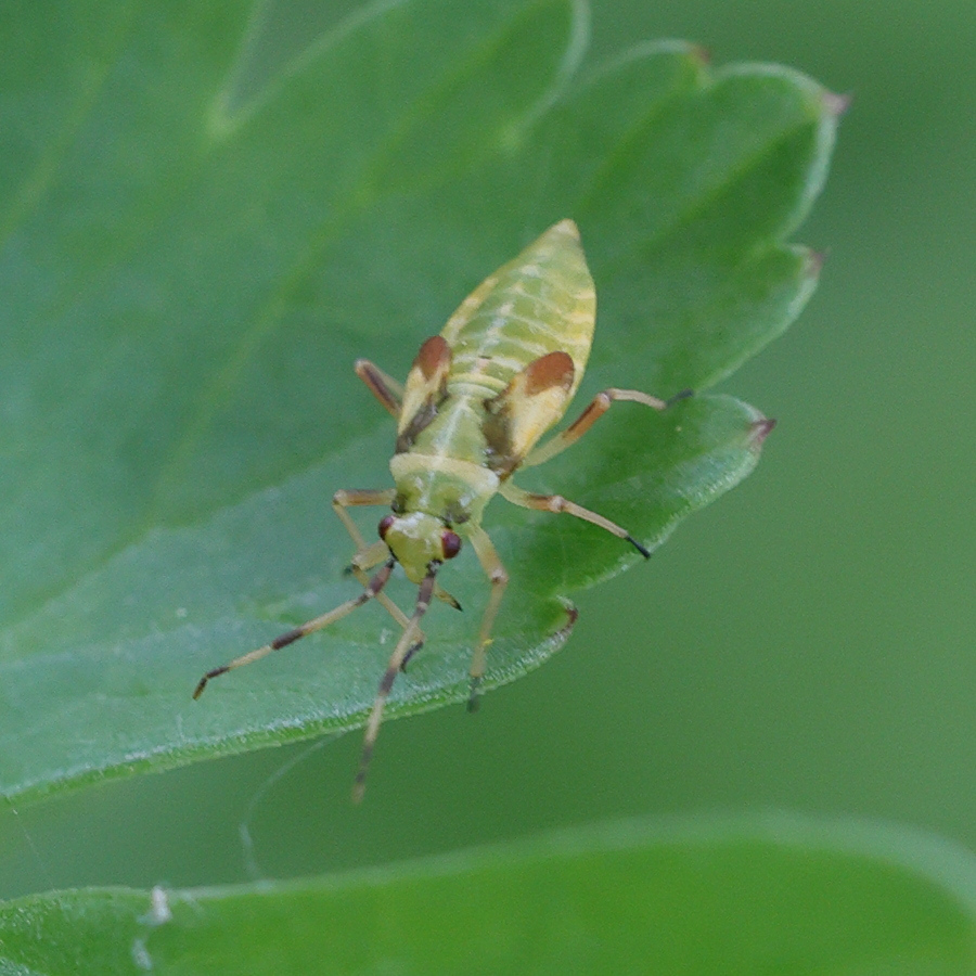 dryophilocoris_flavoquadrimaculatus-juv1md