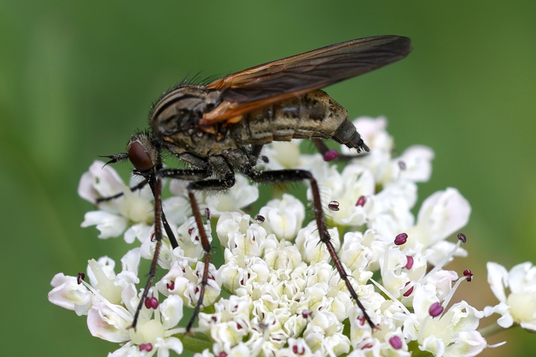 empis_tessellata5md