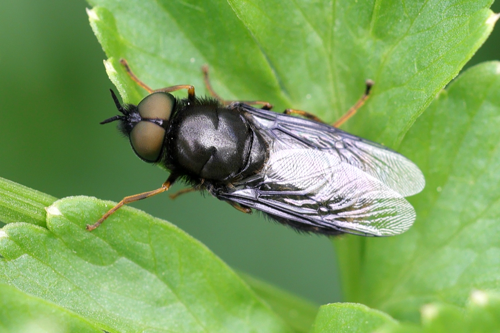 odontomyia_tigrina1md