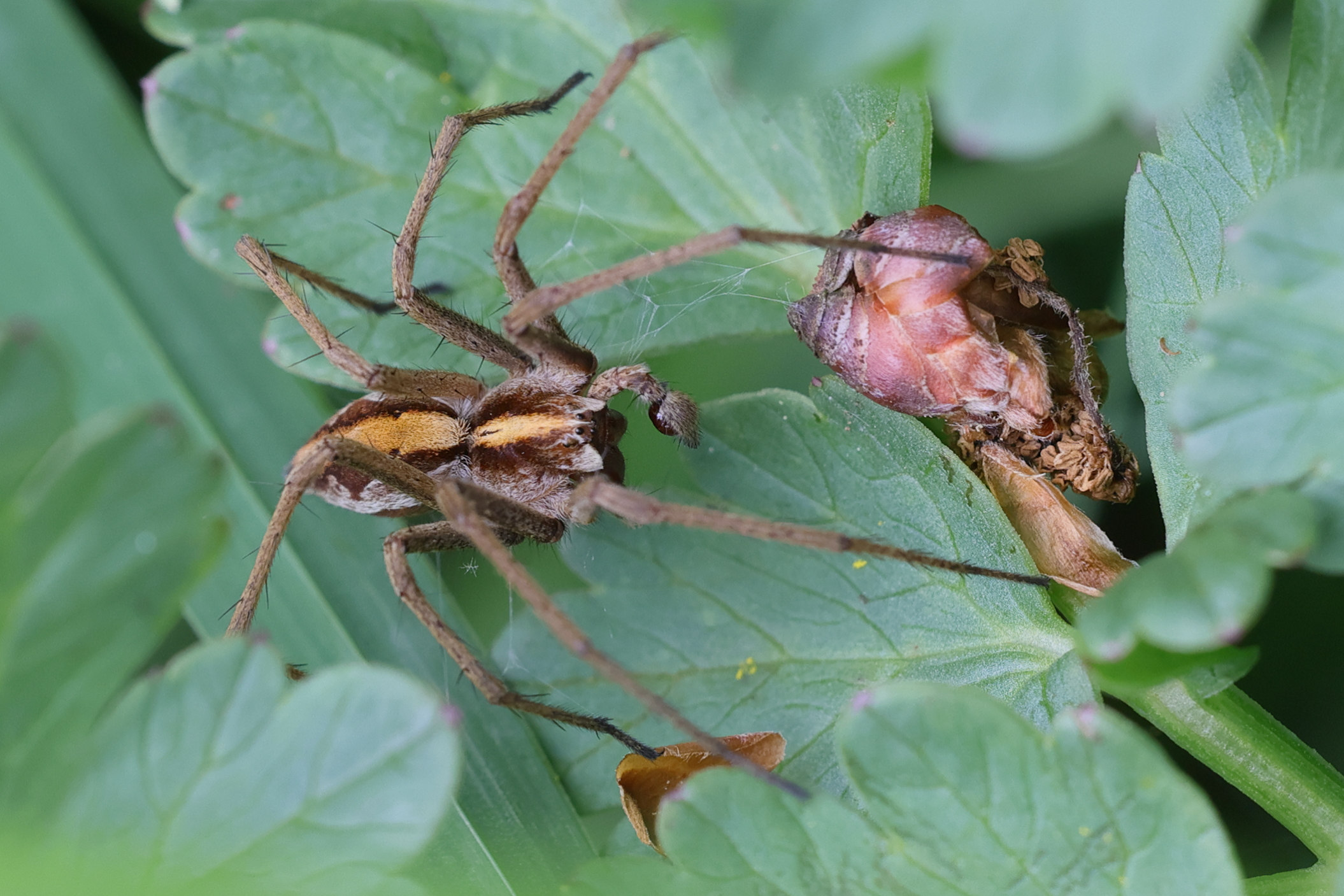 pisaura_mirabilis15md