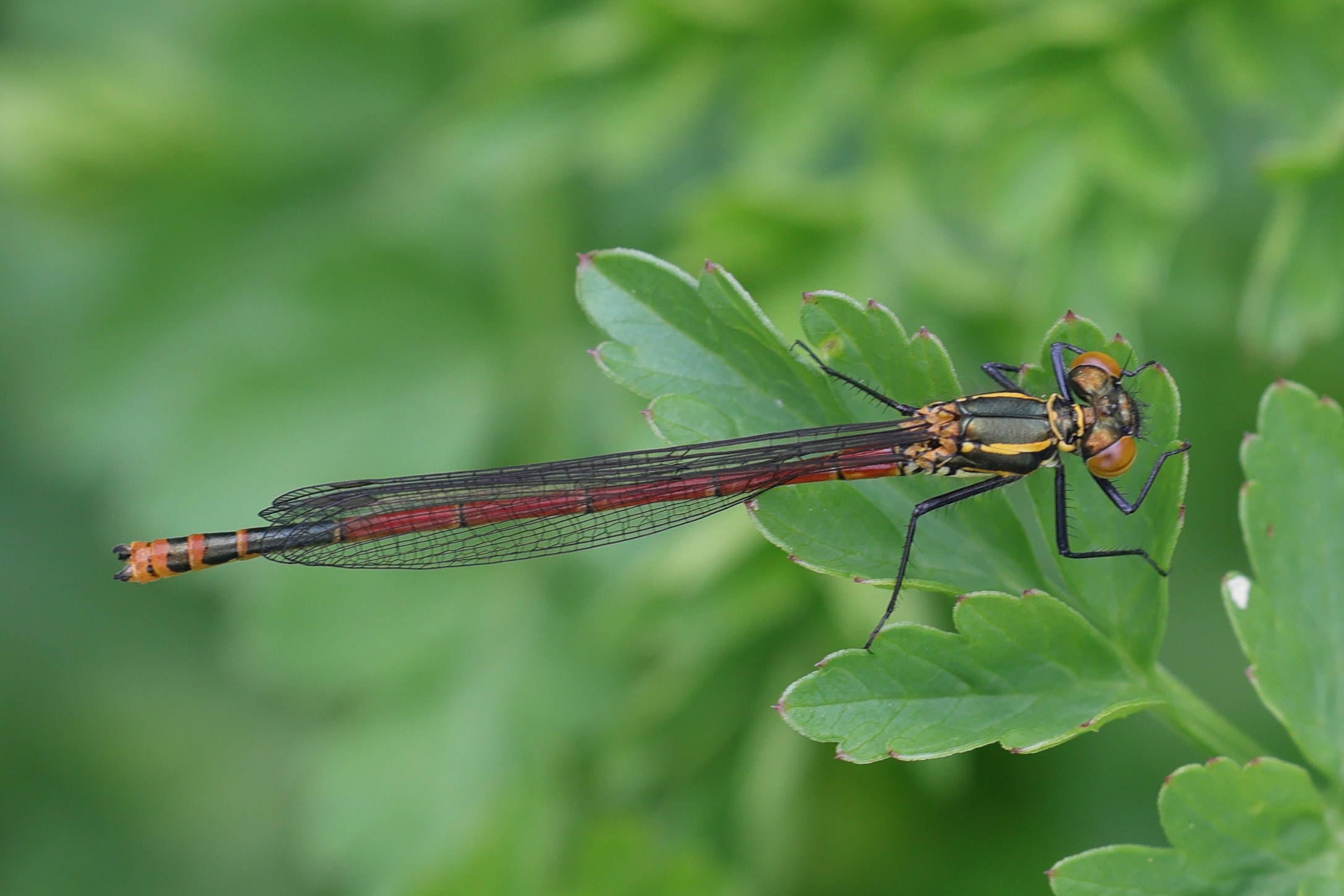 Afficher le média pyrrhosoma_nymphula8md pyrrhosoma_nymphula8md