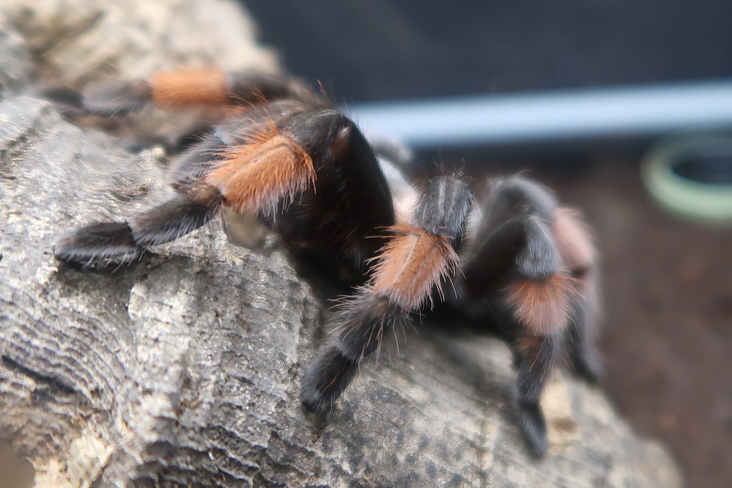 brachypelma_emilia1md