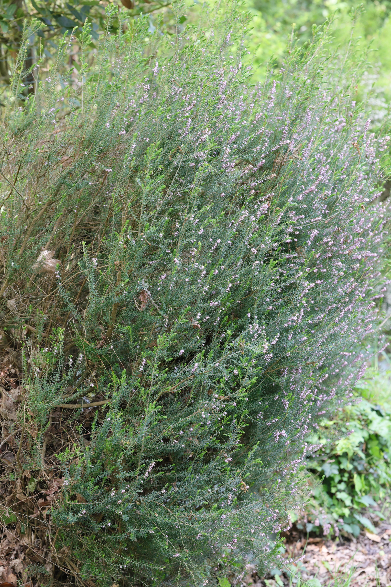 Afficher le média erica_erigena1md erica_erigena1md