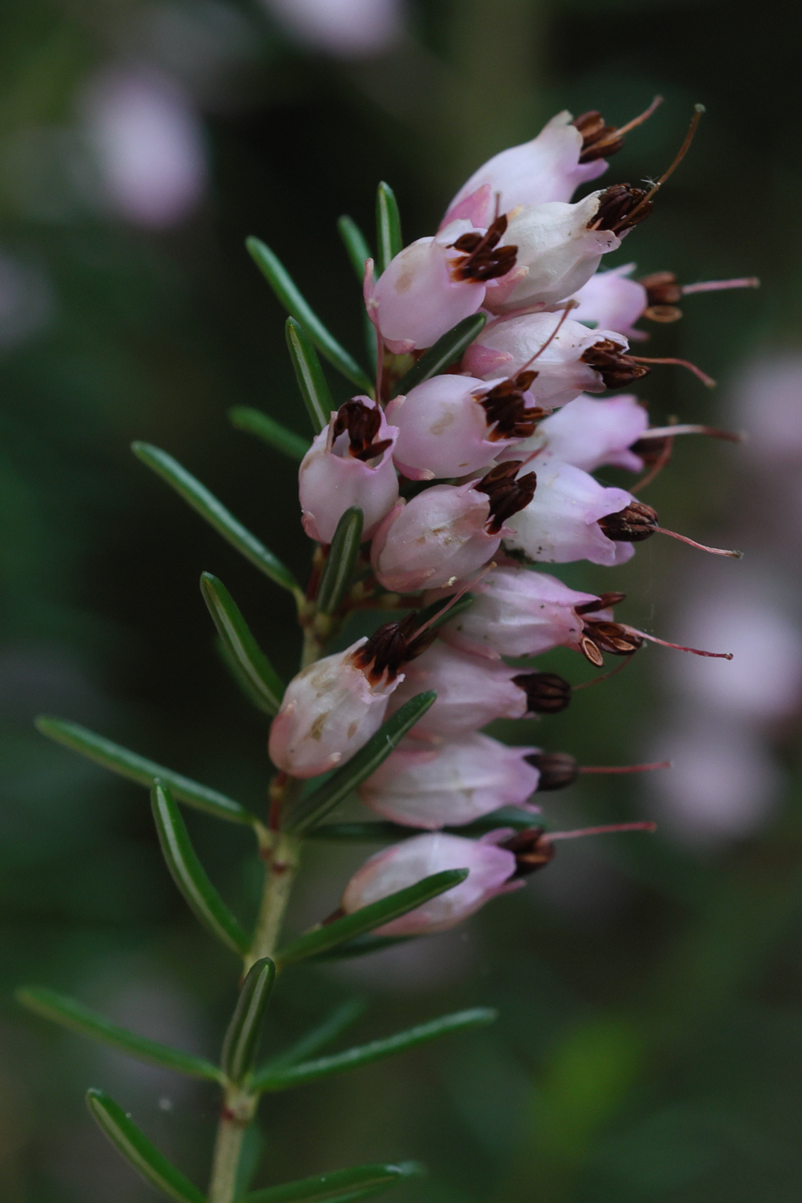 Afficher le média erica_erigena2md erica_erigena2md