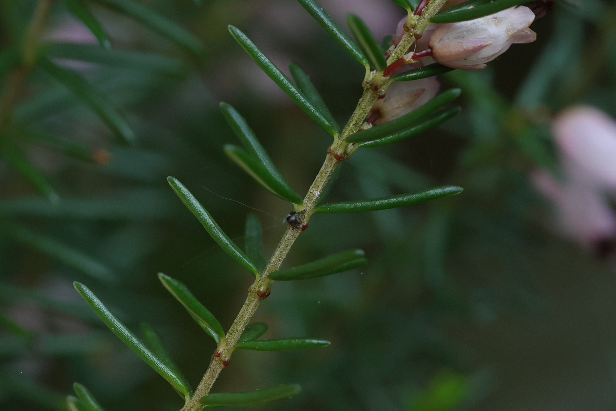 Afficher le média erica_erigena3md erica_erigena3md