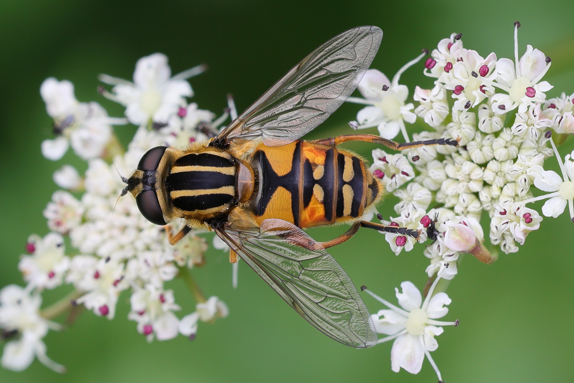 helophilus_pendulus7md