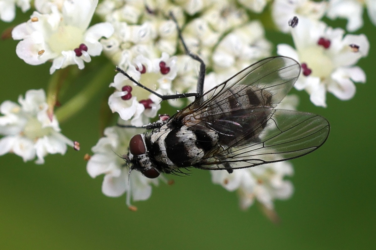 anthomyia_procellaris3md