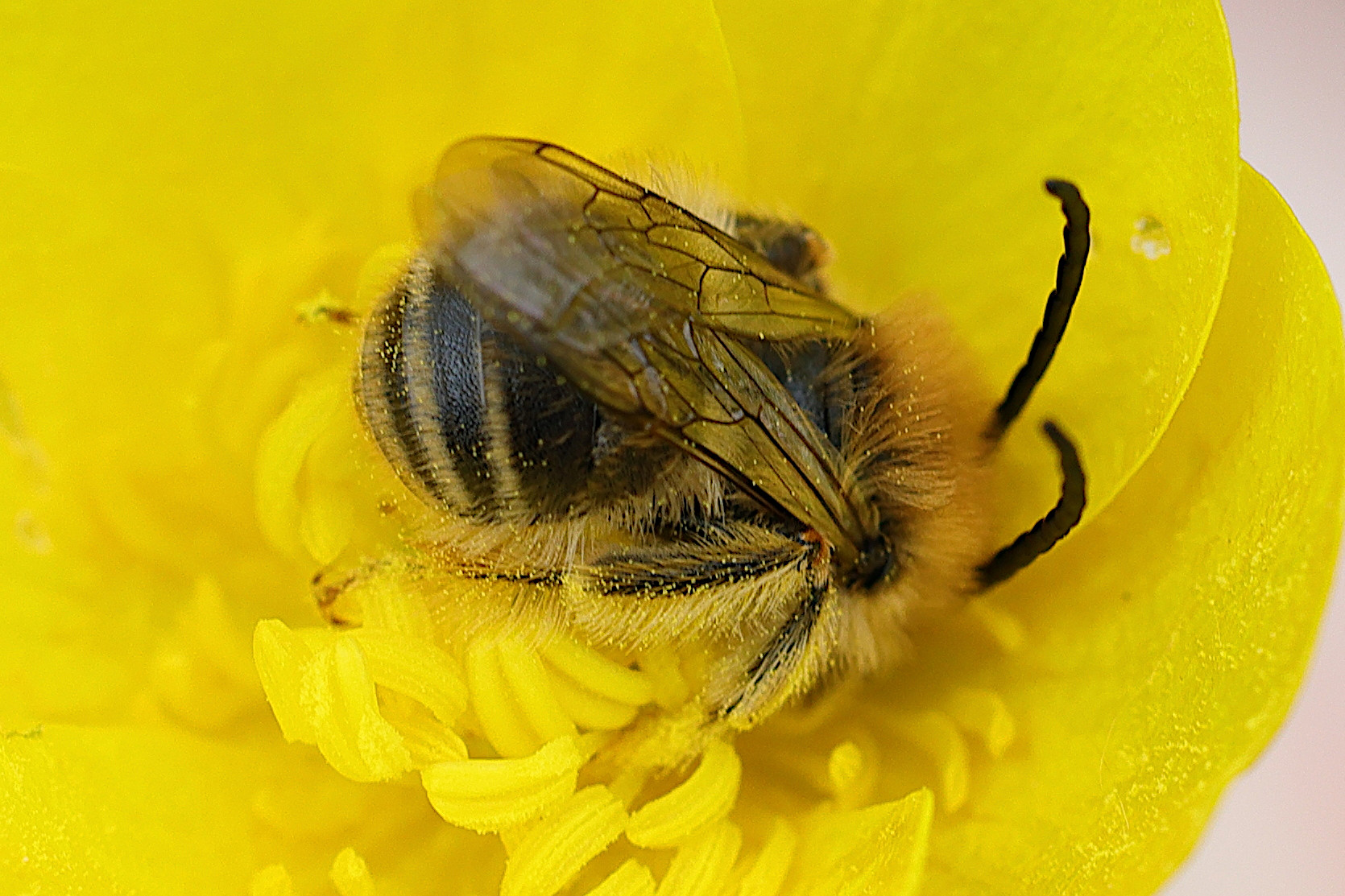 eucera_sp3md