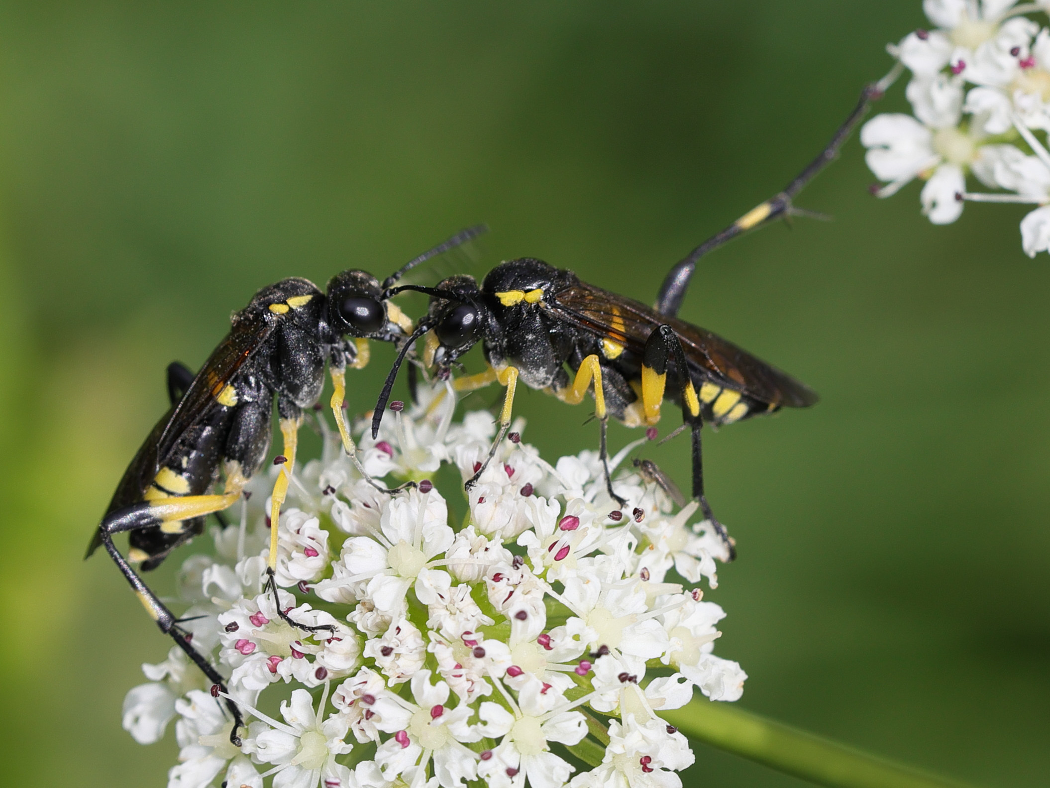 macrophya_montana4md