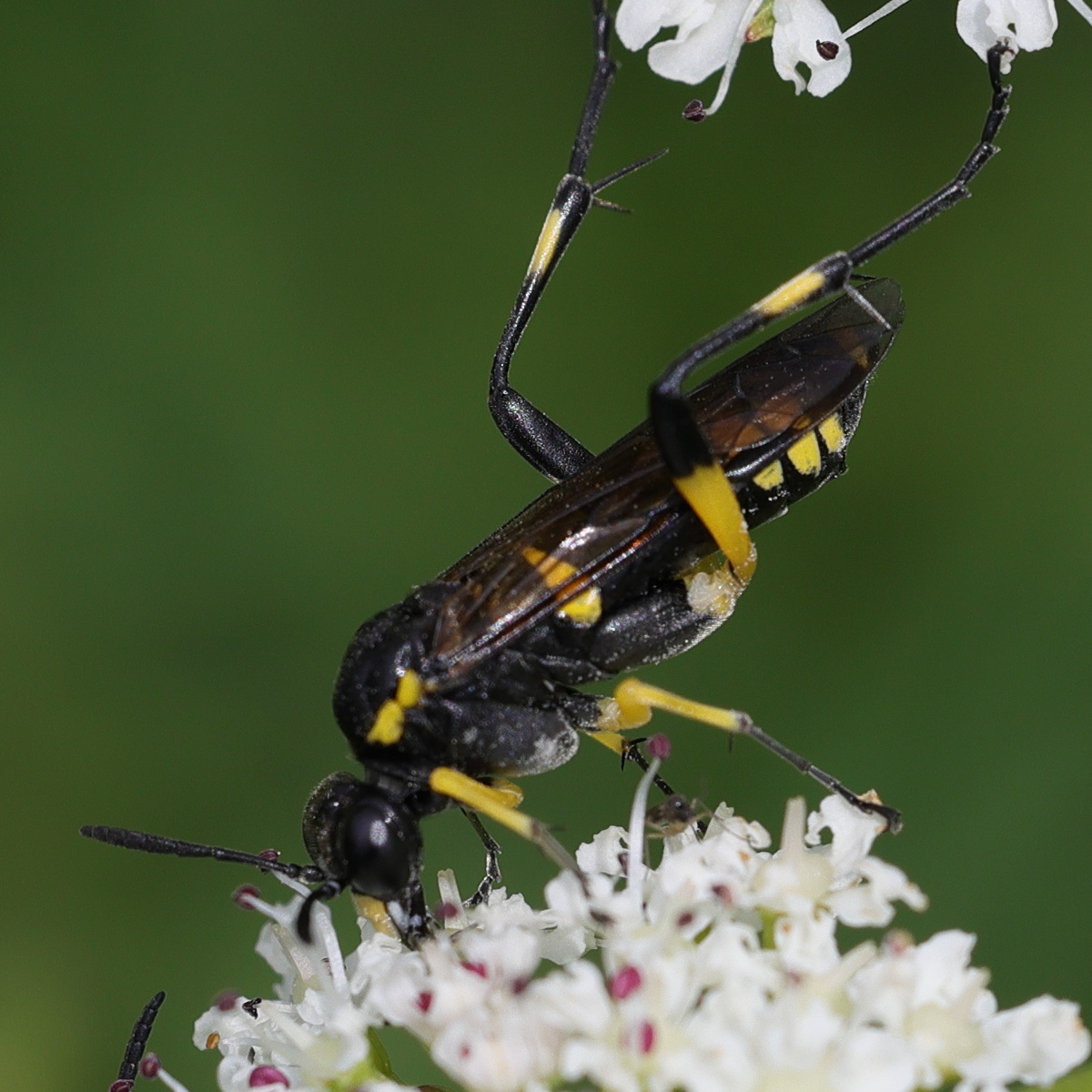 macrophya_montana7md