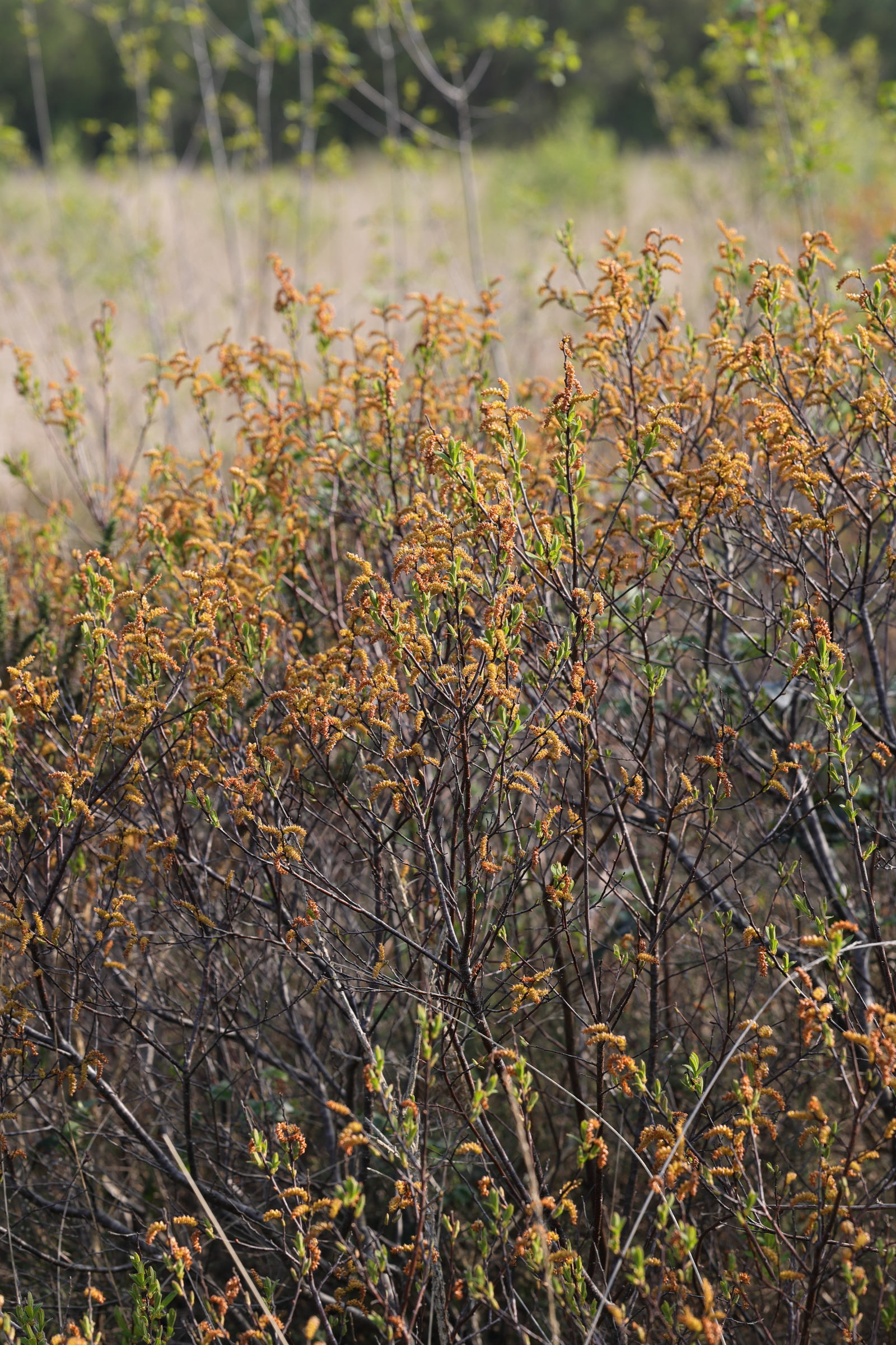 Afficher le média myrica_gale4md myrica_gale4md