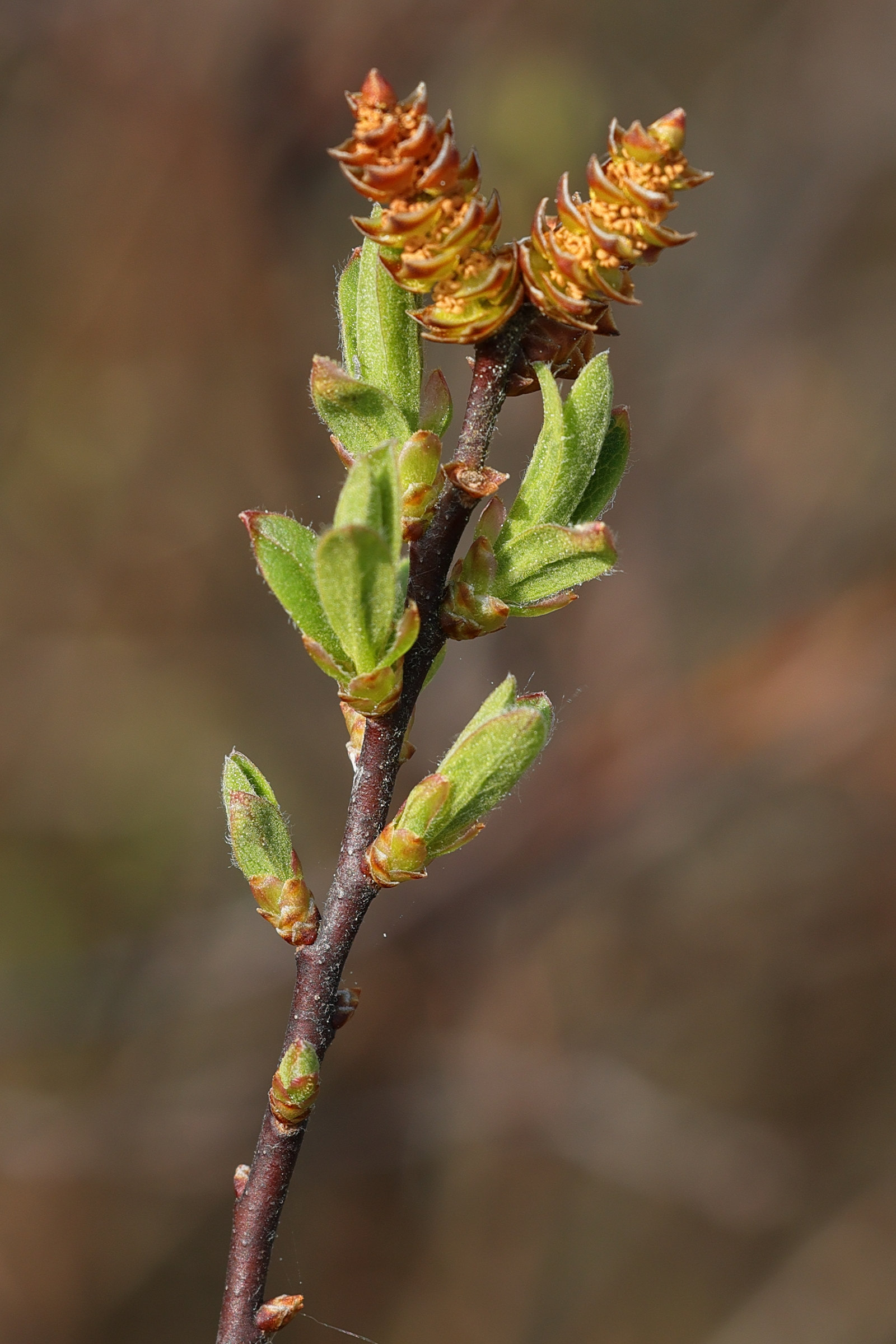 Afficher le média myrica_gale5md myrica_gale5md