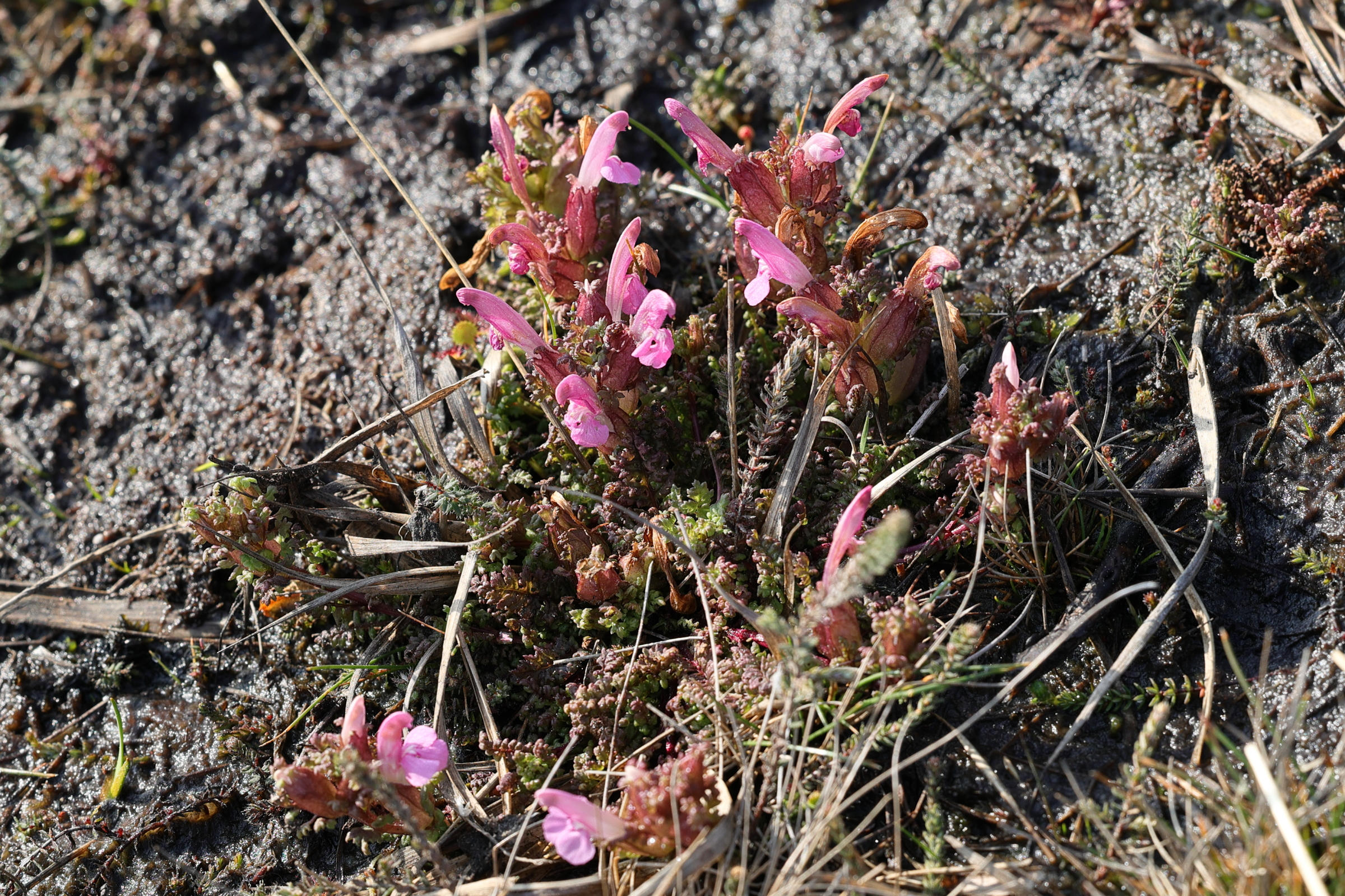 pedicularis_sylvatica1md