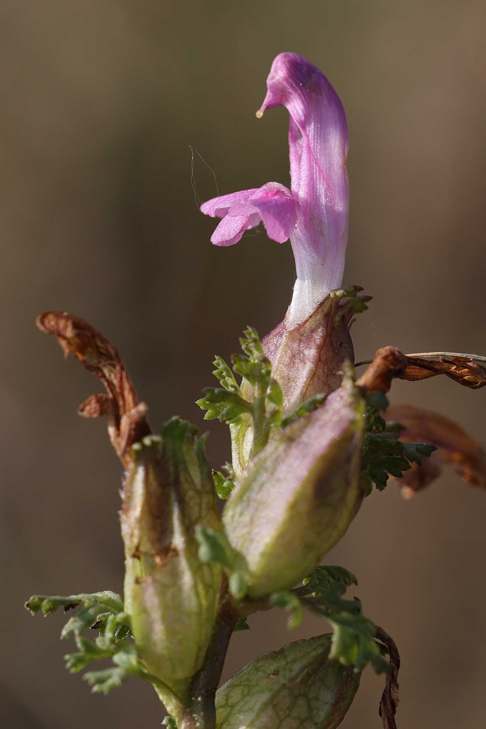 pedicularis_sylvatica3md