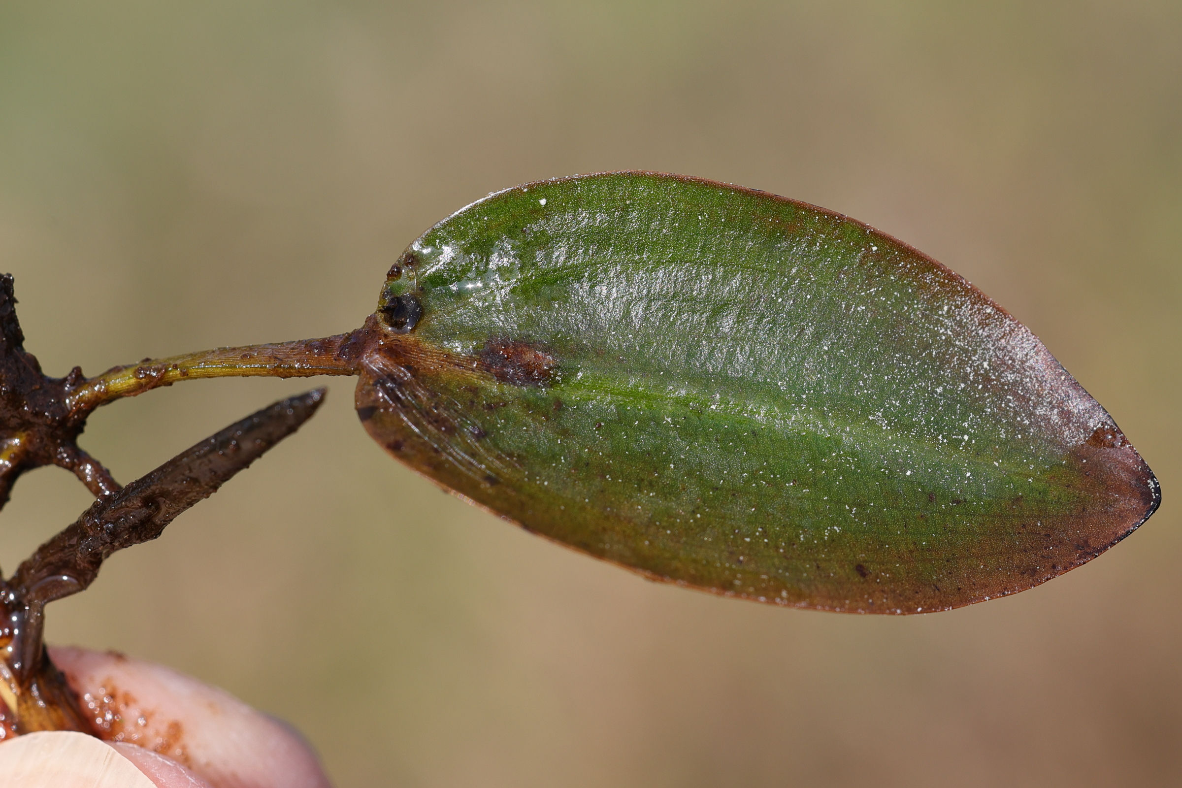 potamogeton_natans5md