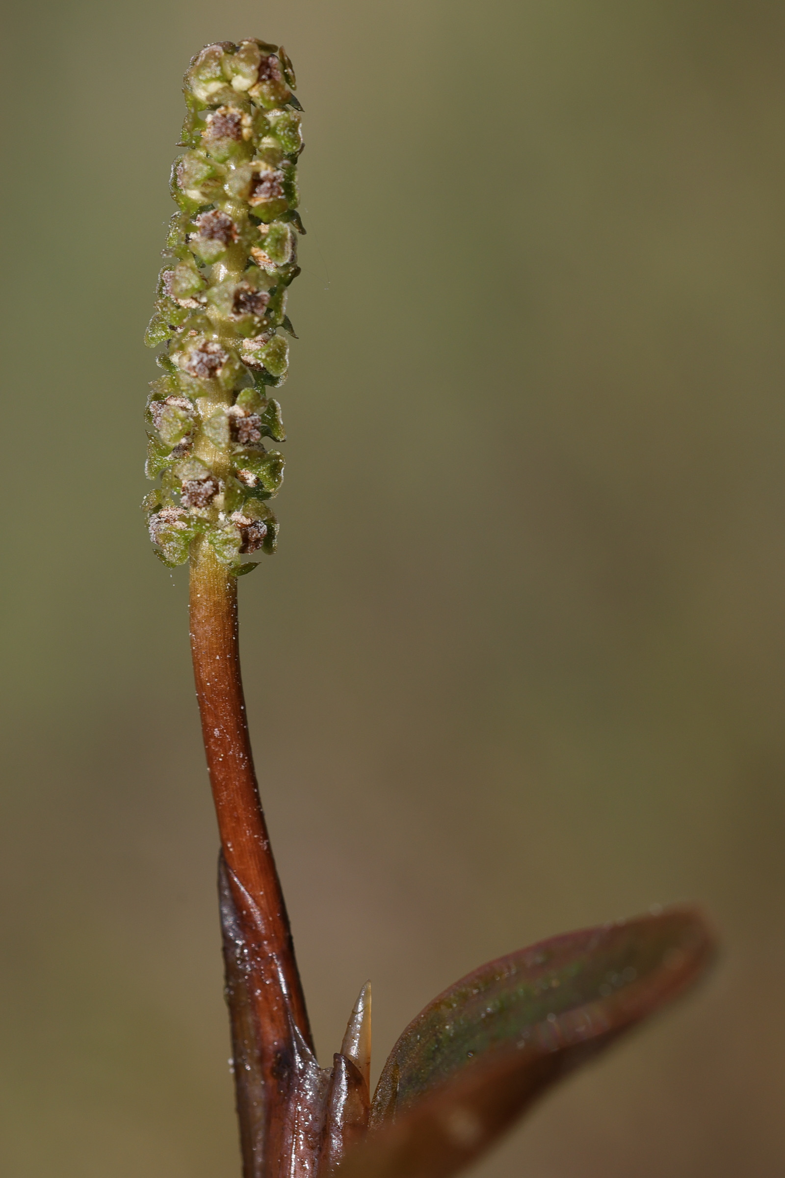 potamogeton_natans6md