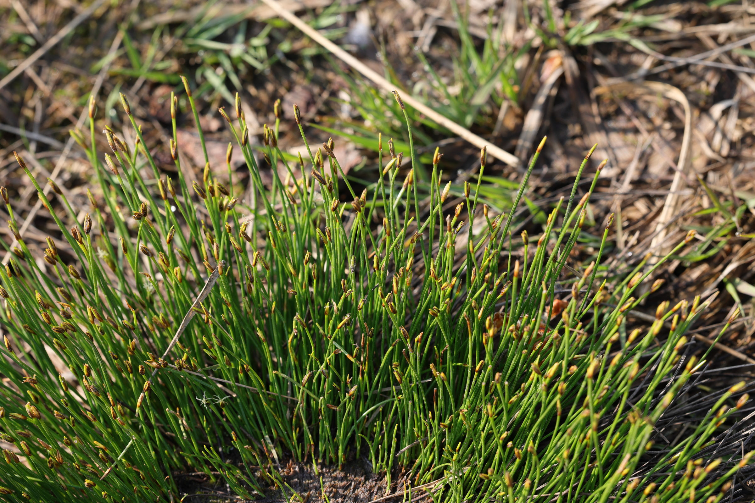 trichophorum_cespitosum1md