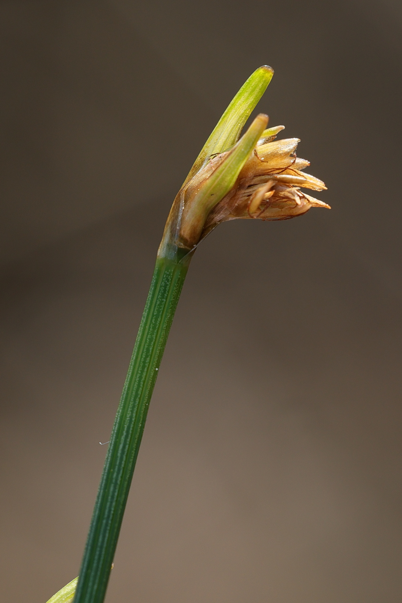 trichophorum_cespitosum2md