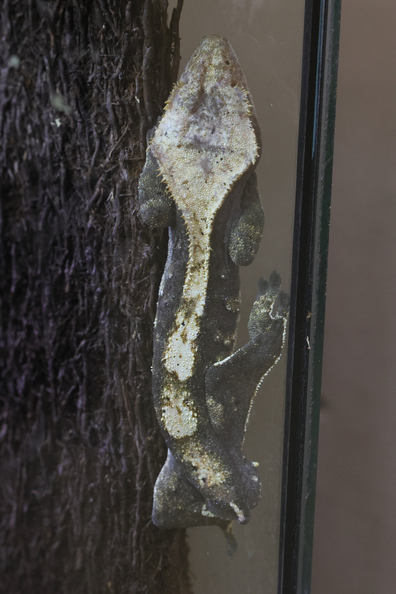 correlophus_ciliatus4md