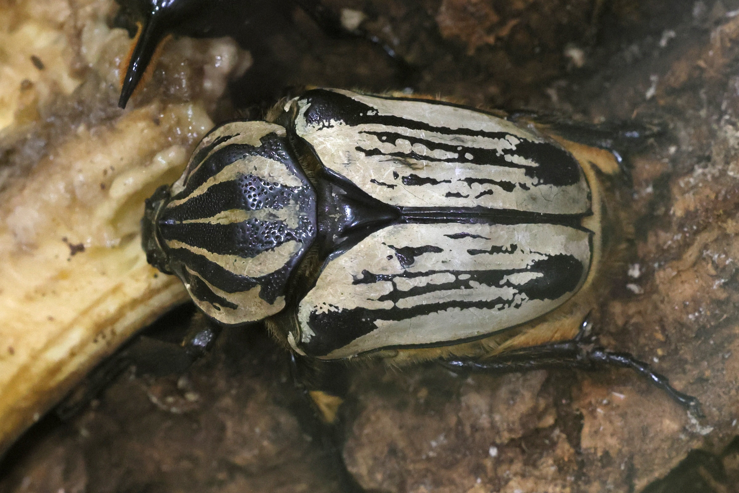 goliathus_goliatus2md