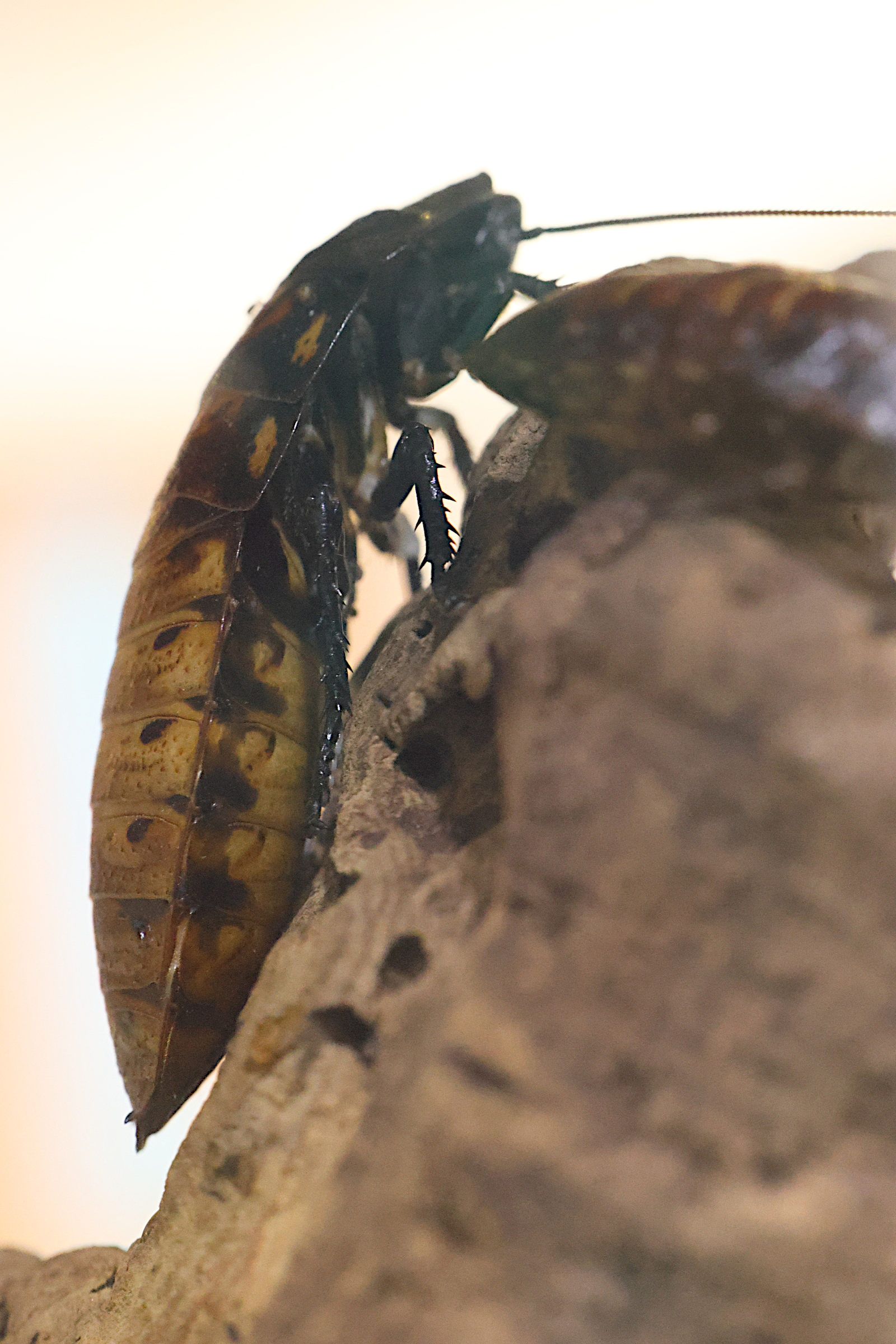 gromphadorhina_portentosa3md