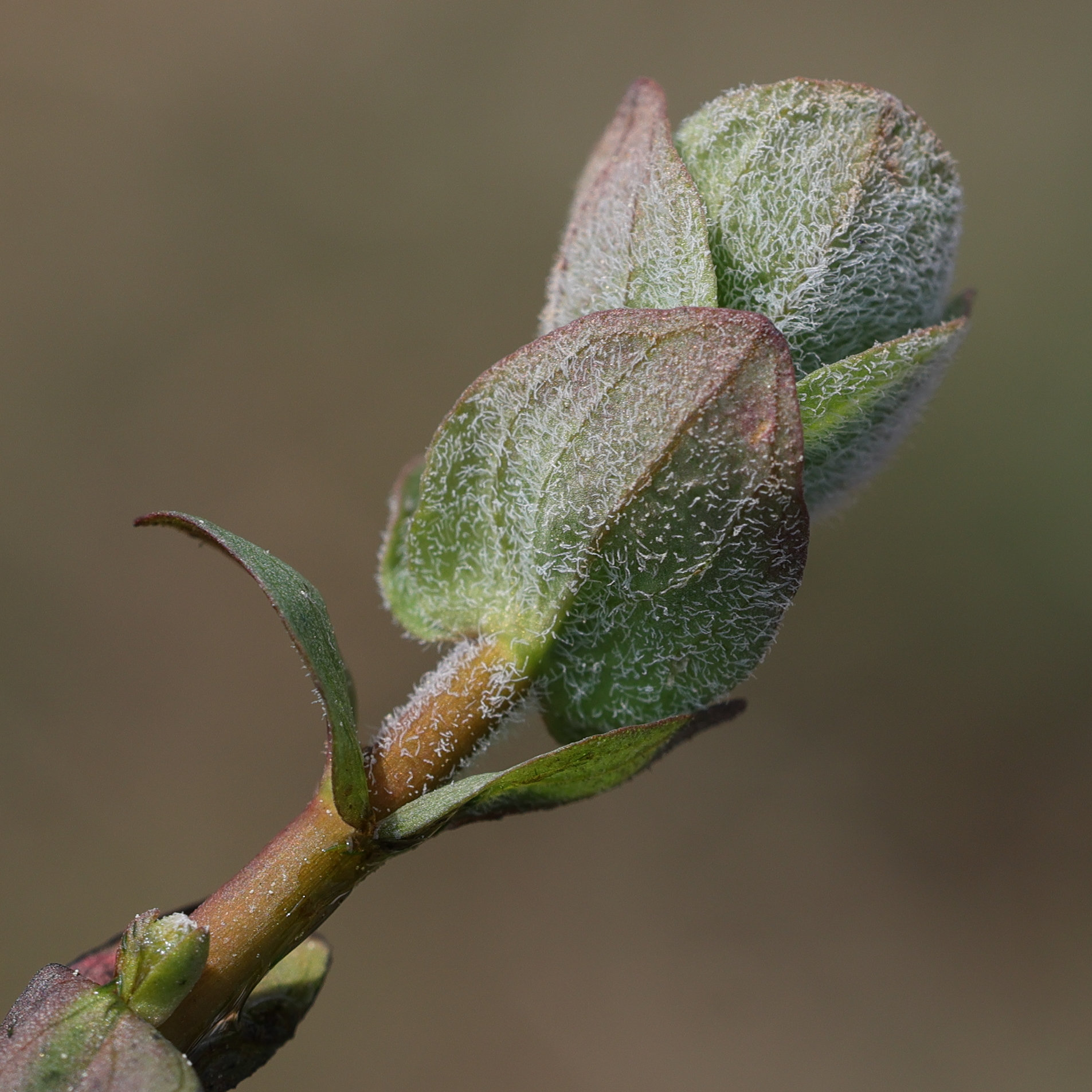 Afficher le média hypericum_elodes8md hypericum_elodes8md