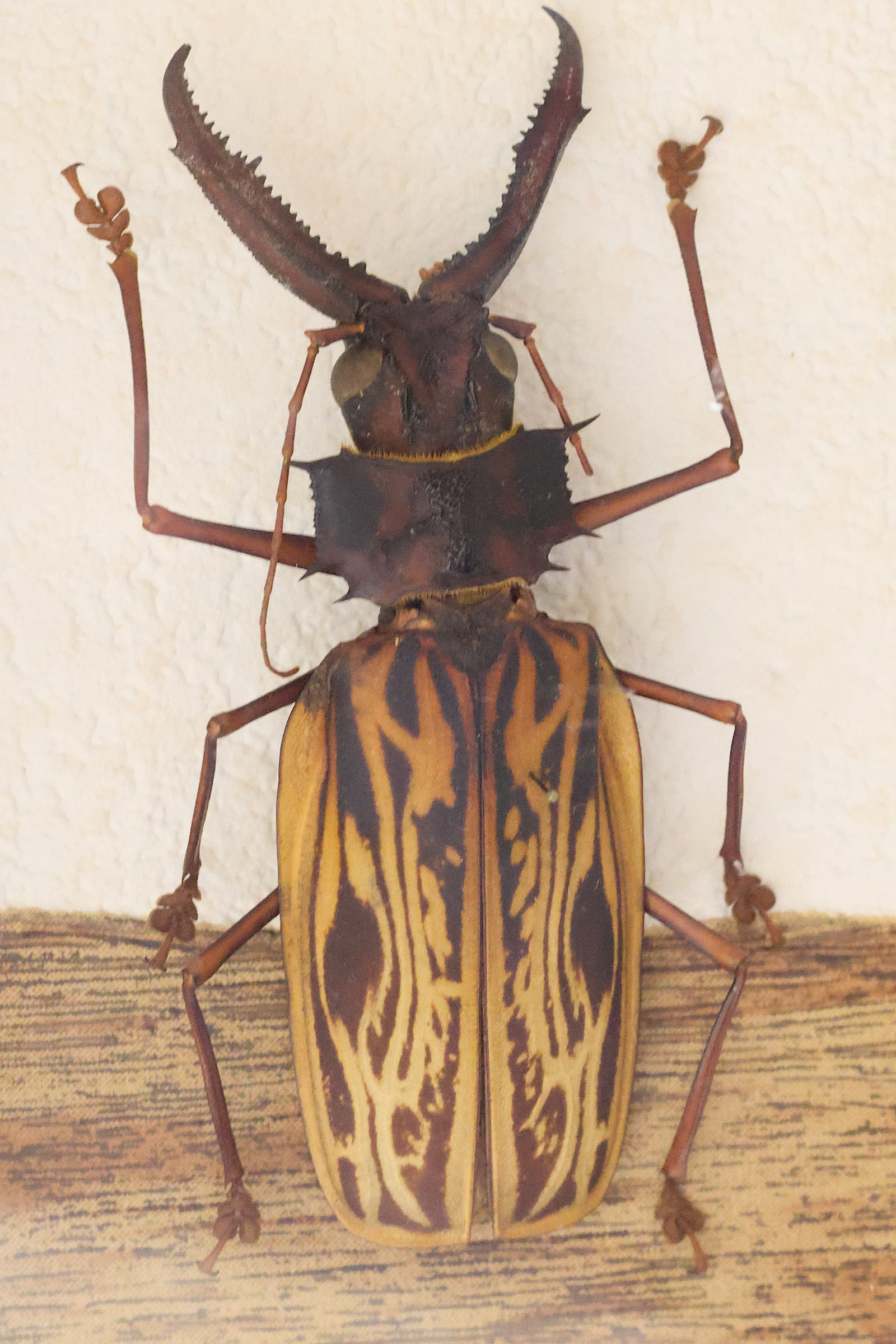 macrodontia_cervicornis1md