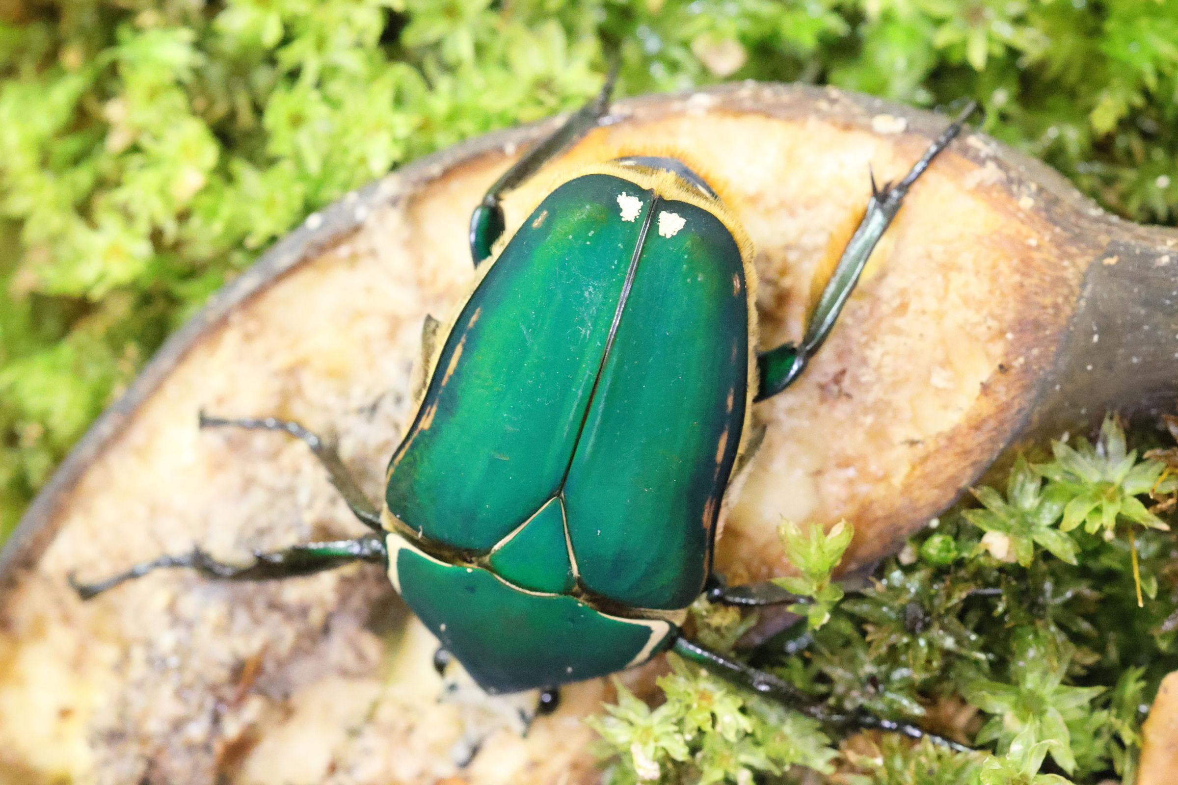 mecynorrhina_torquata4md