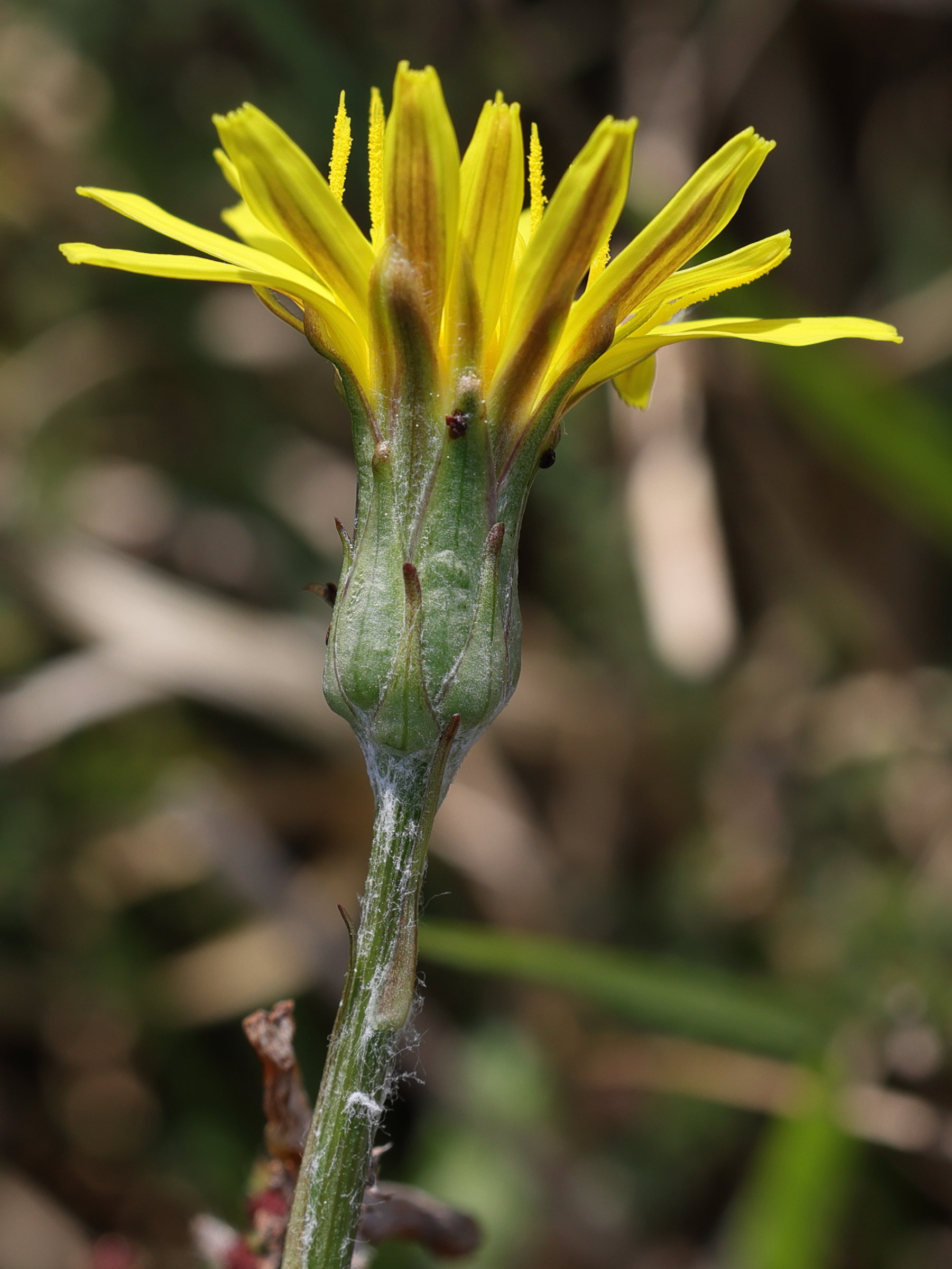 scorzonera_humilis4md