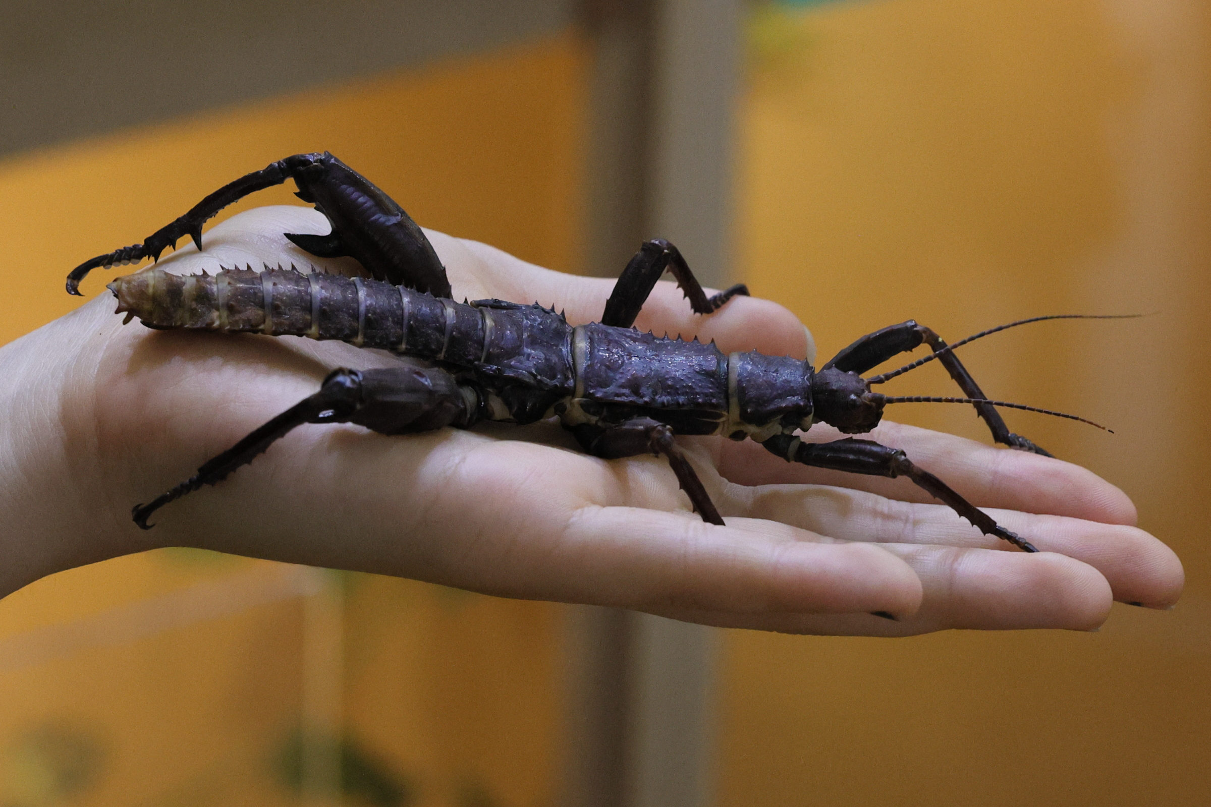 eurycantha_calcarata1md