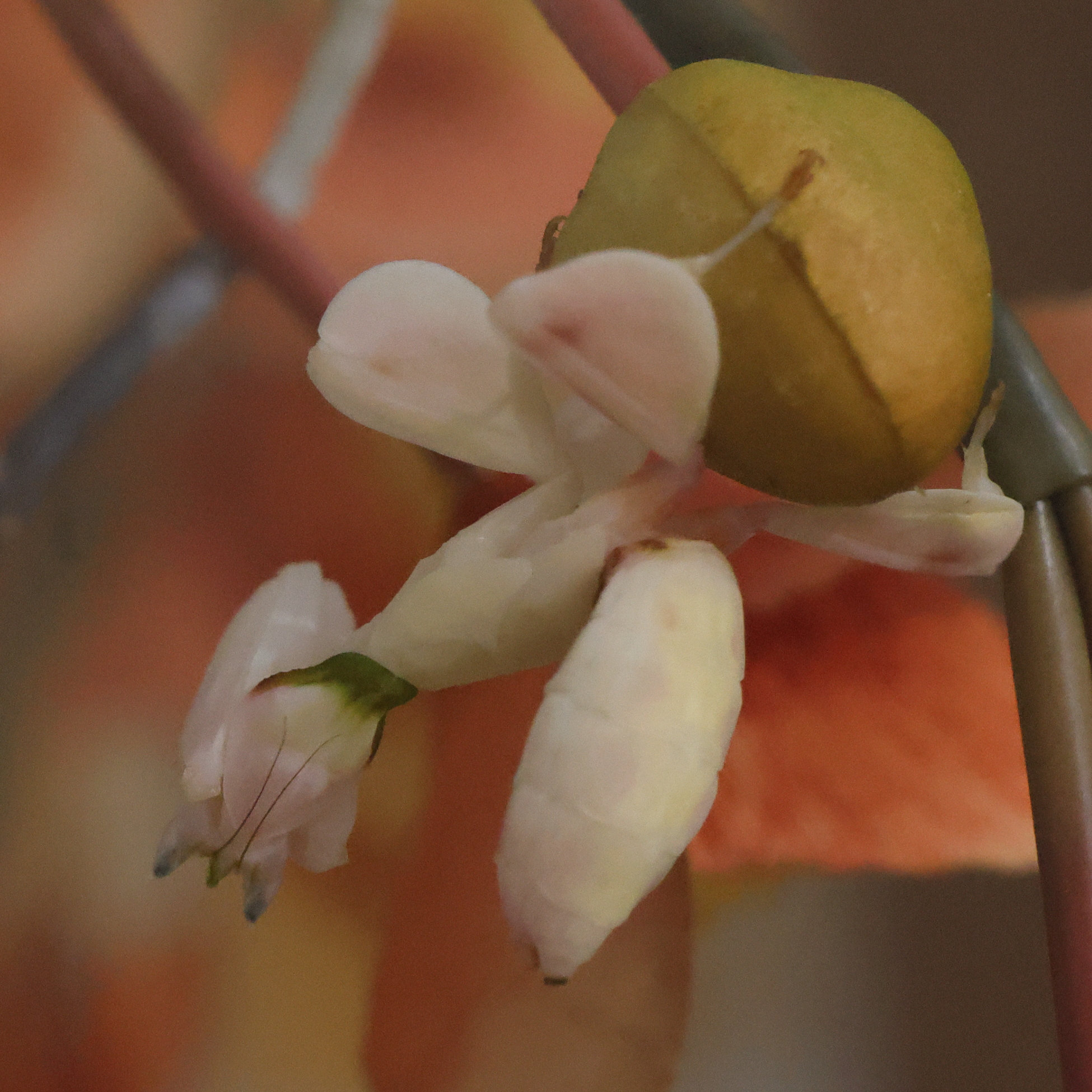 hymenopus_coronatus1md