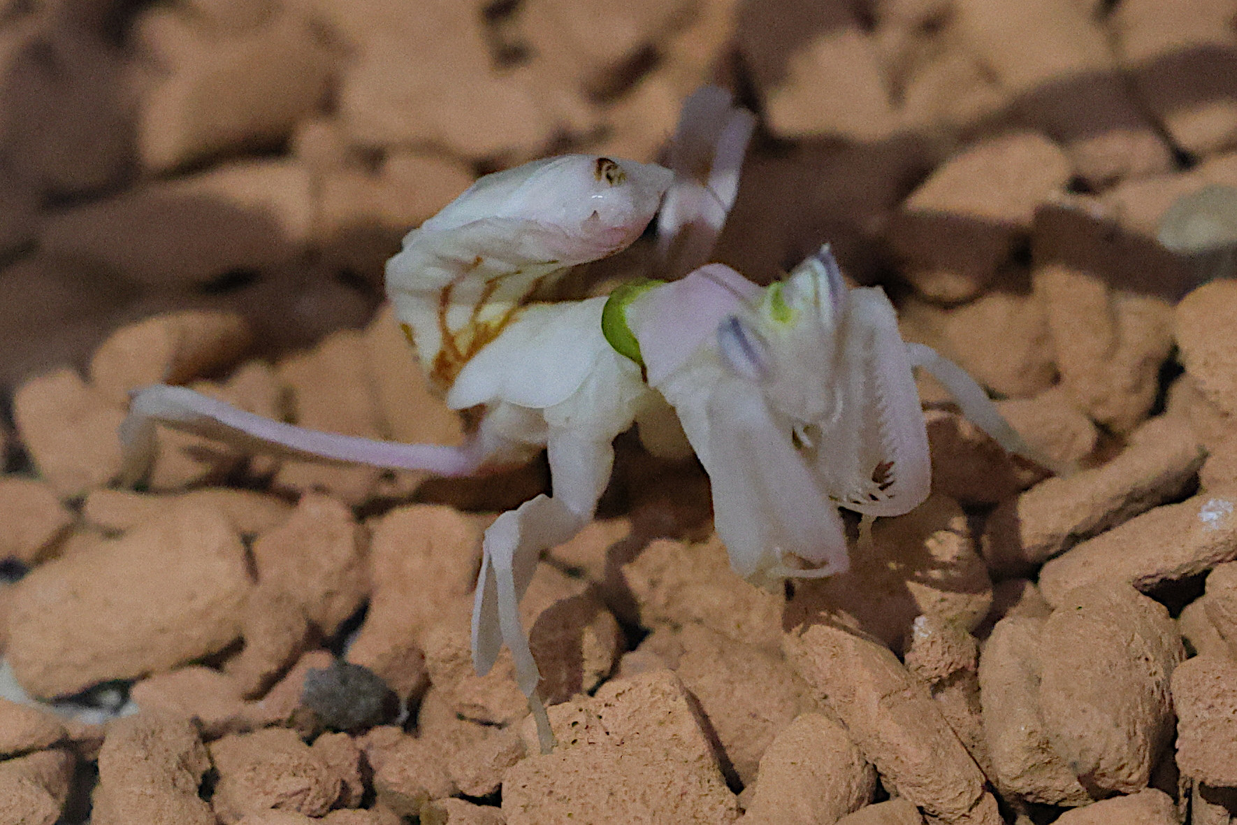 hymenopus_coronatus2md