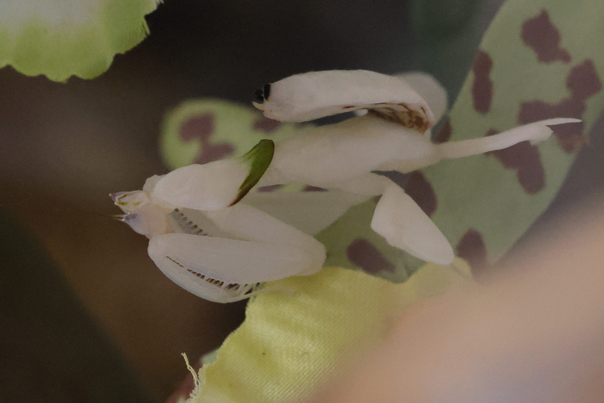 hymenopus_coronatus3md