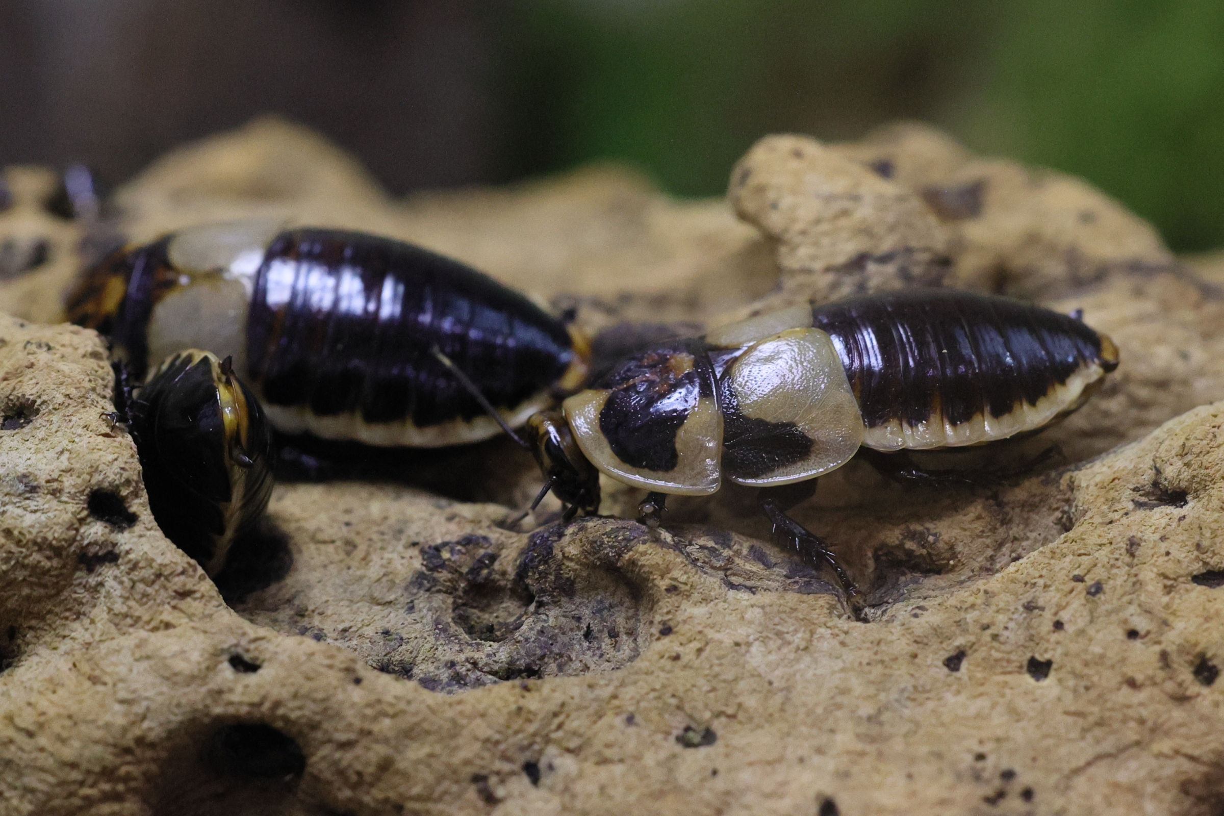 lucihormetica_verrucosa1md