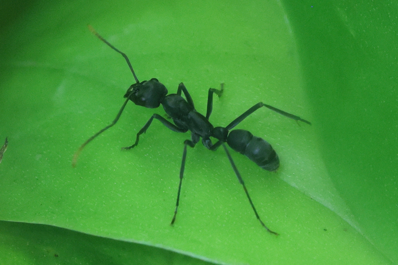 neoponera_apicalis1md