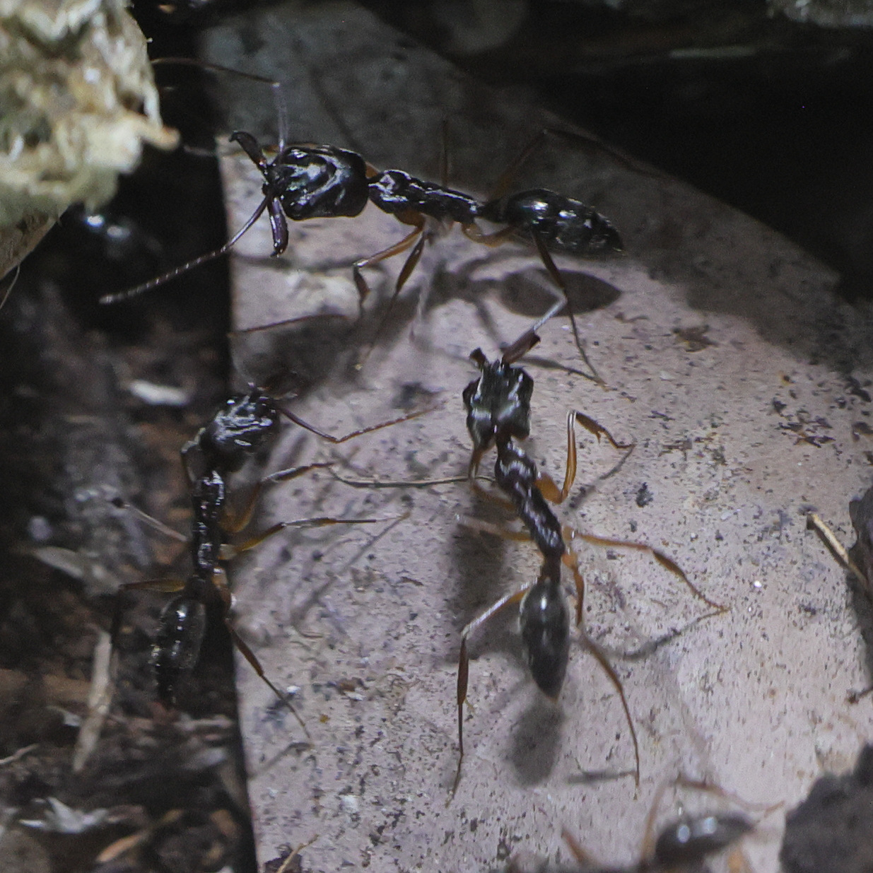 odontomachus_haematodus1md