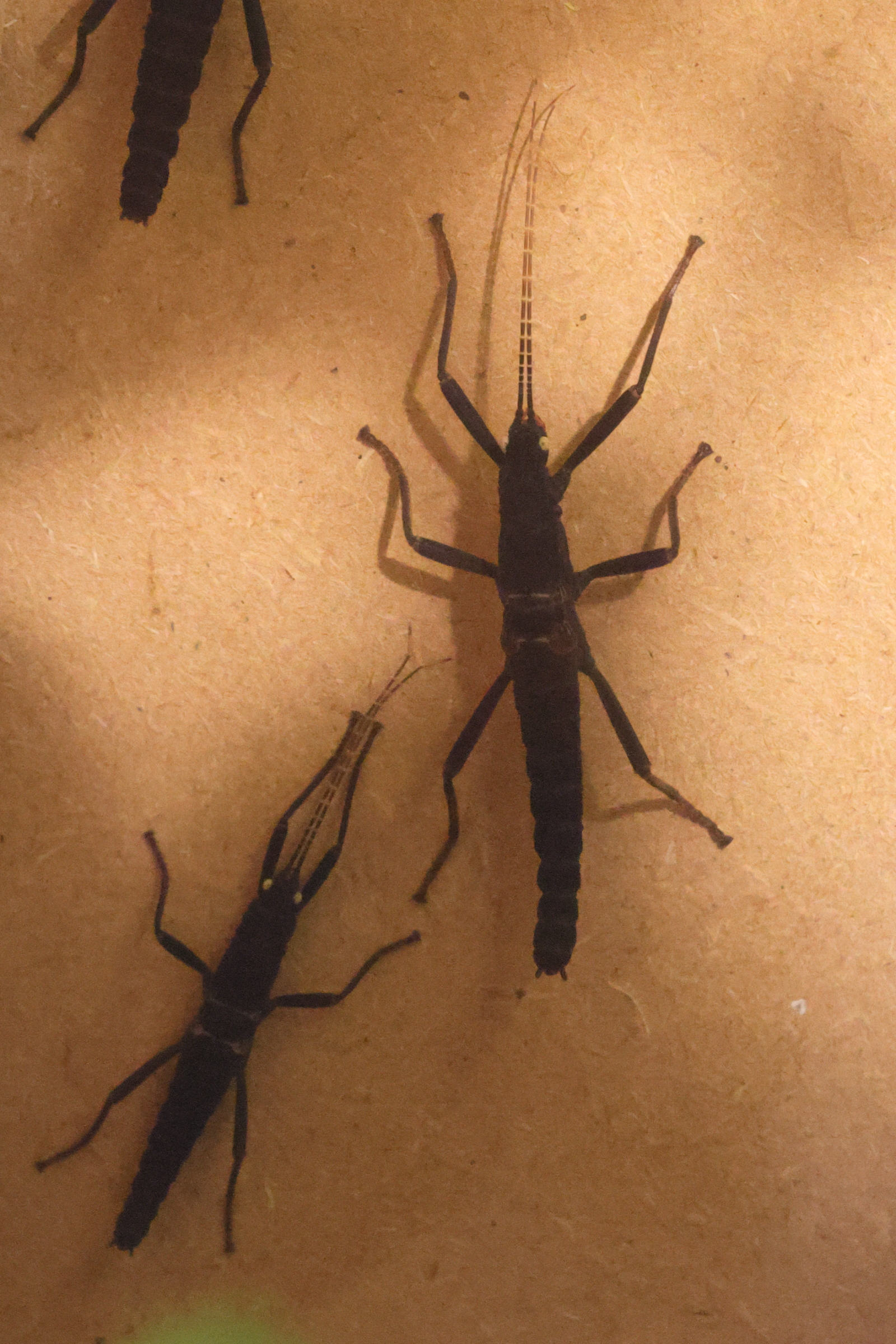 peruphasma_schultei4md