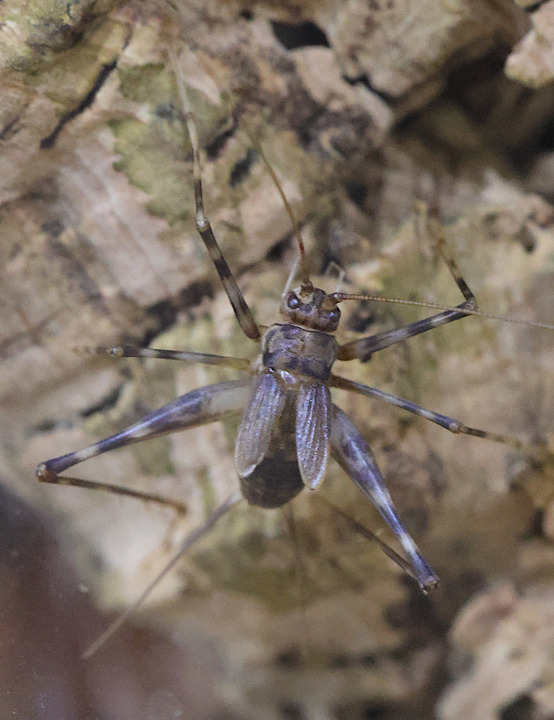 Afficher le média phaeophilacris_bredoides4md phaeophilacris_bredoides4md