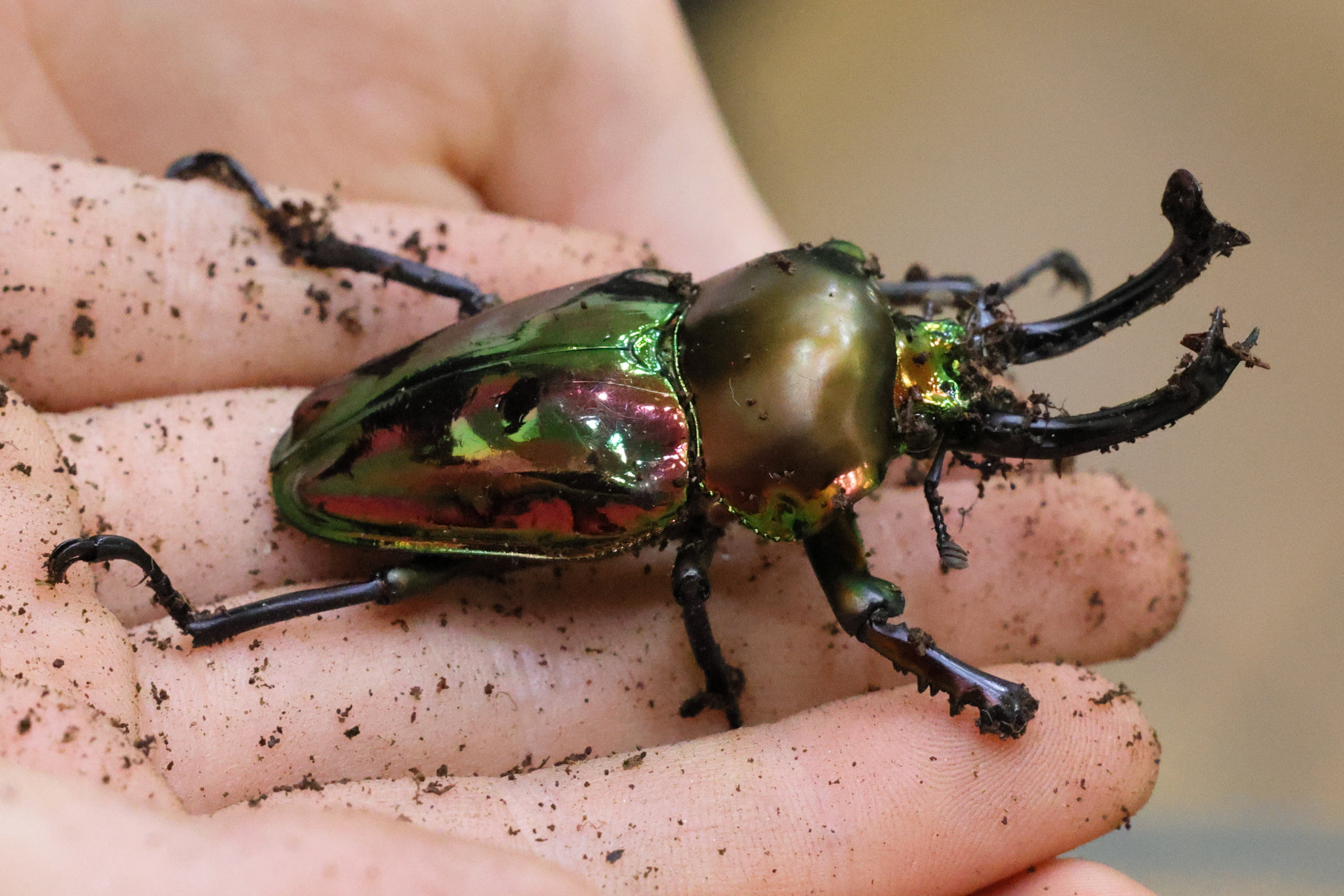 phalacrognathus_muelleri1md