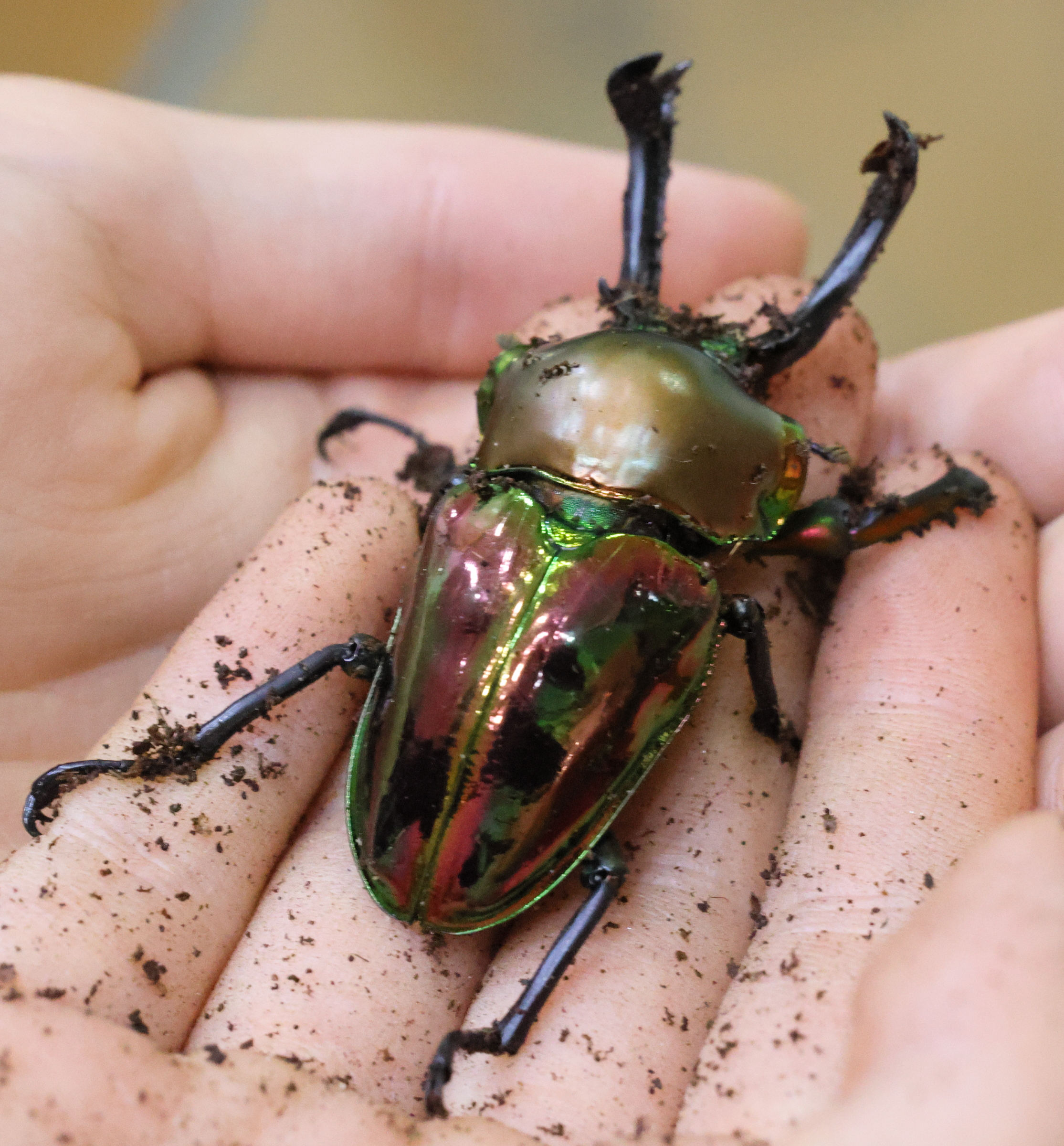 phalacrognathus_muelleri2md