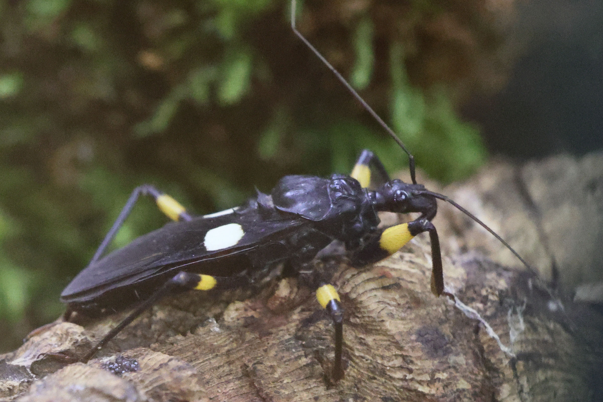 platymeris_biguttatus1md