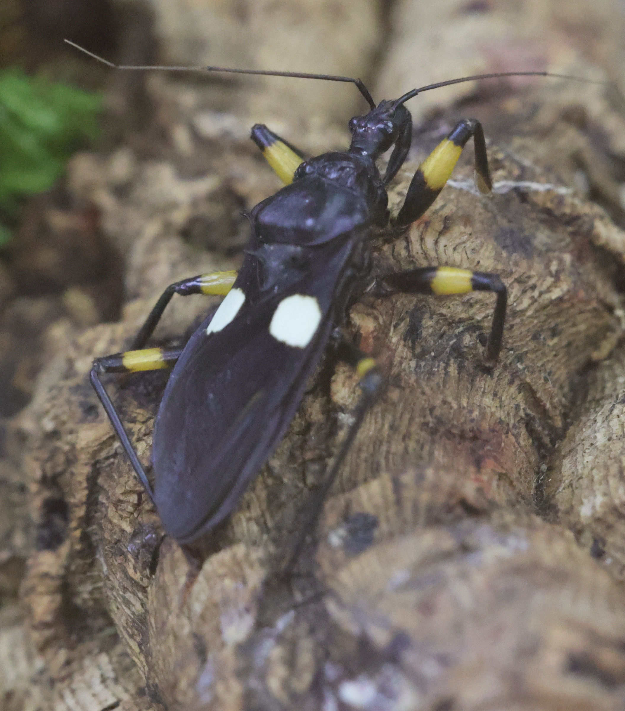 platymeris_biguttatus2md