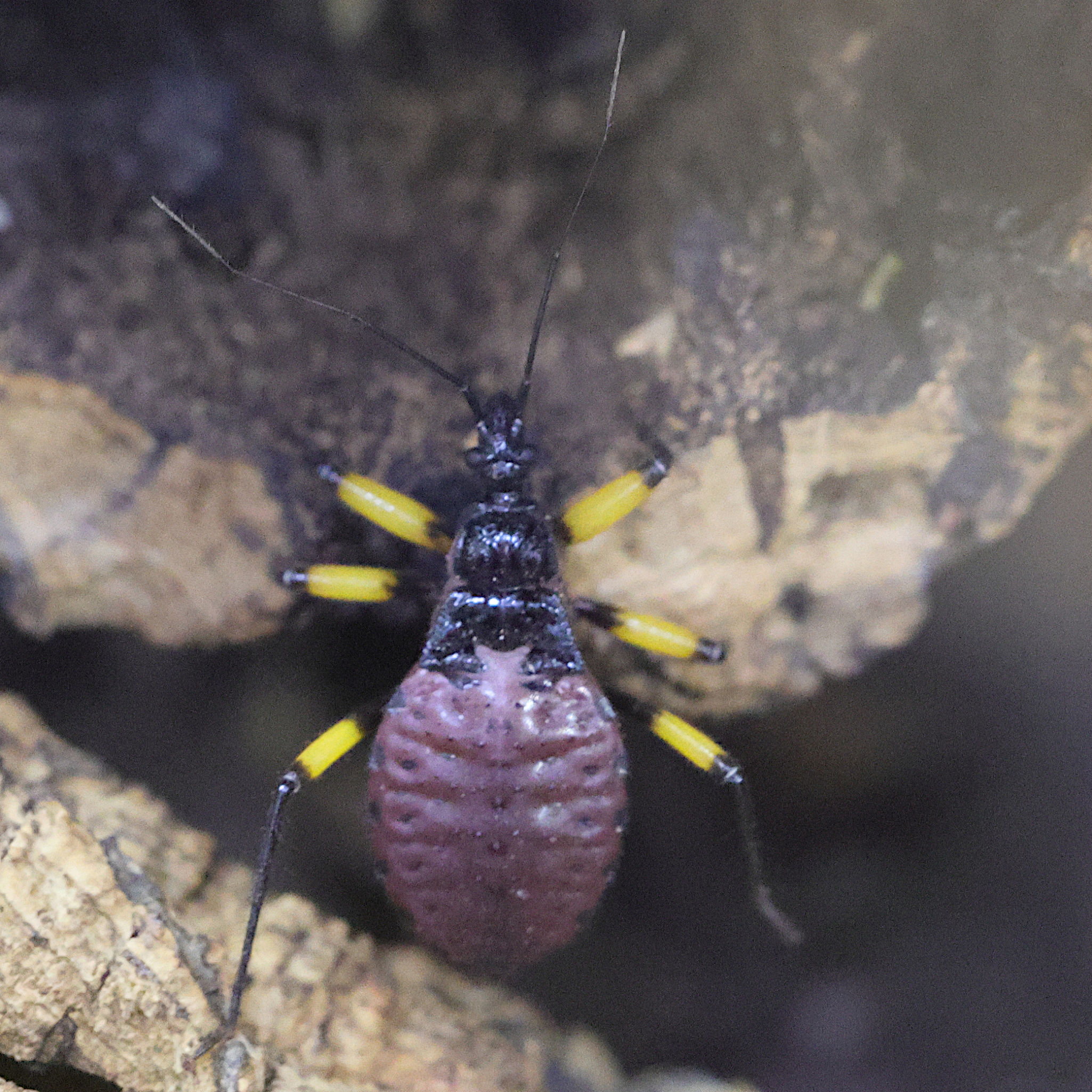 platymeris_biguttatus_juv1md