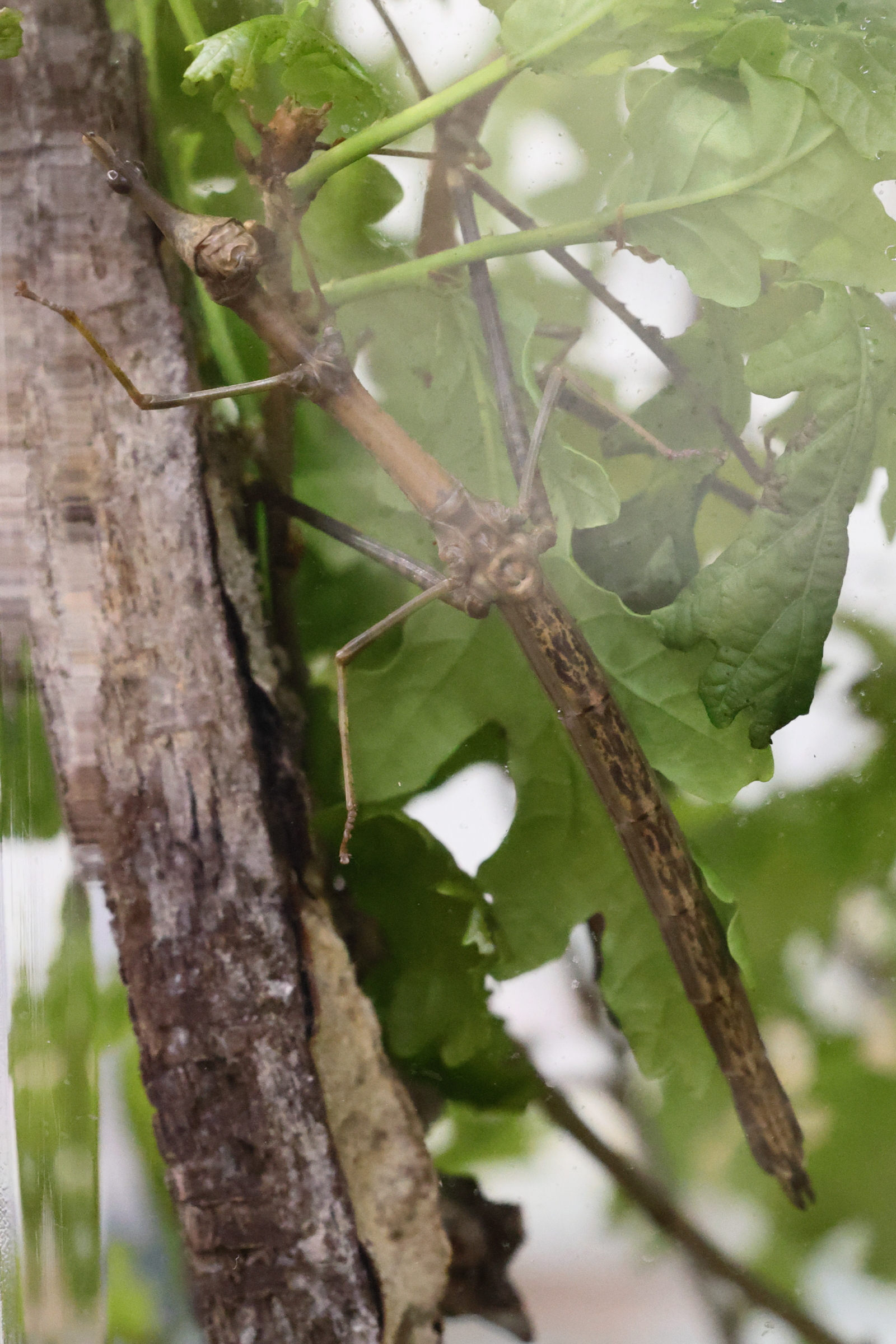 Afficher le média pseudoproscopia_scabra2md pseudoproscopia_scabra2md