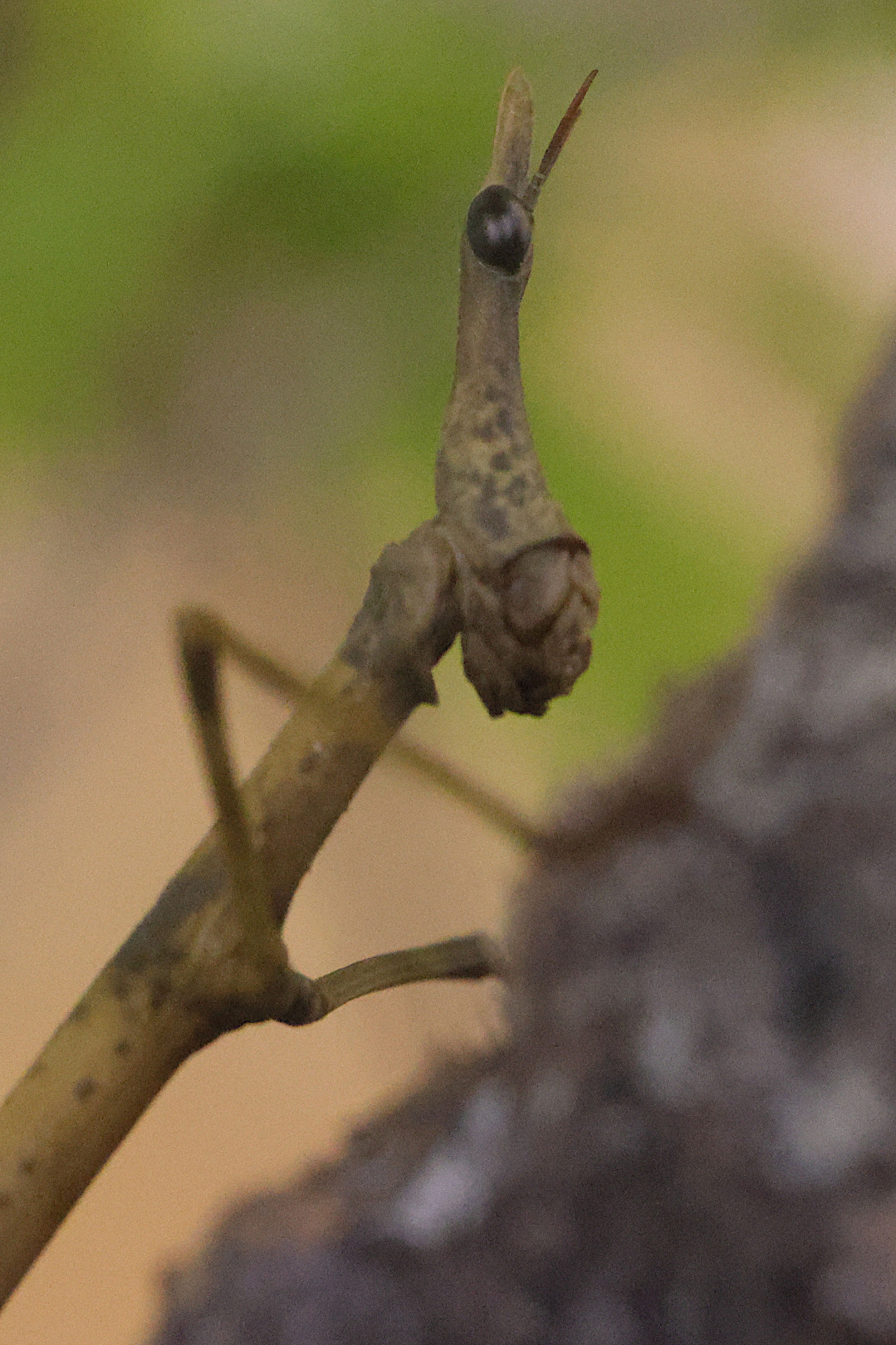Afficher le média pseudoproscopia_scabra3md pseudoproscopia_scabra3md