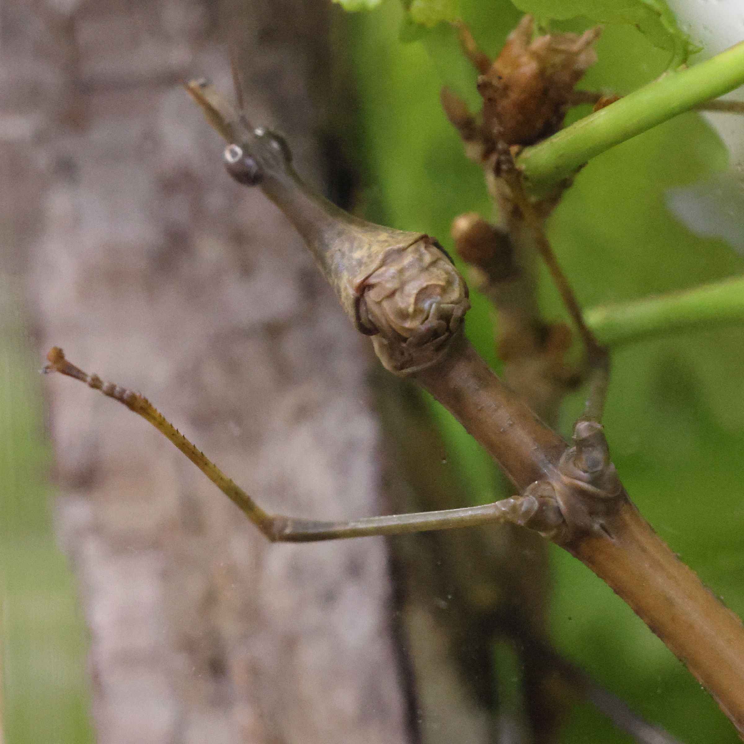 Afficher le média pseudoproscopia_scabra4md pseudoproscopia_scabra4md