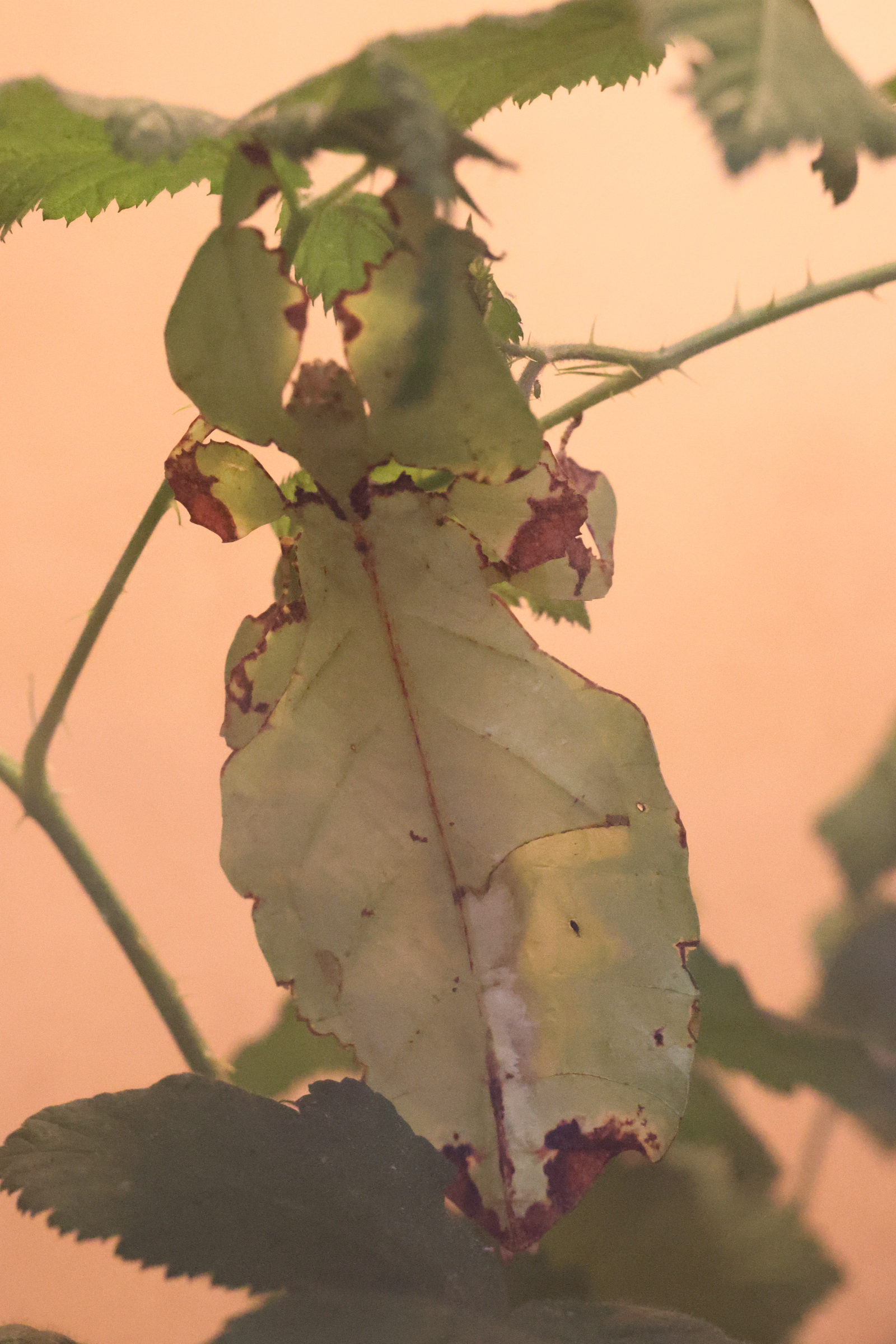 pulchriphyllium_giganteum1md