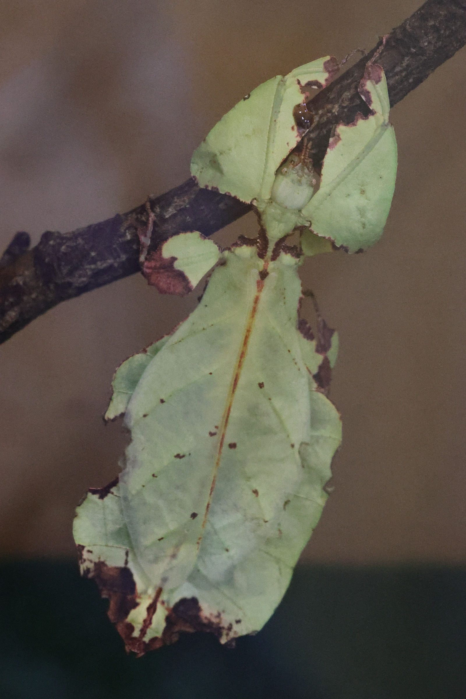 pulchriphyllium_giganteum2md