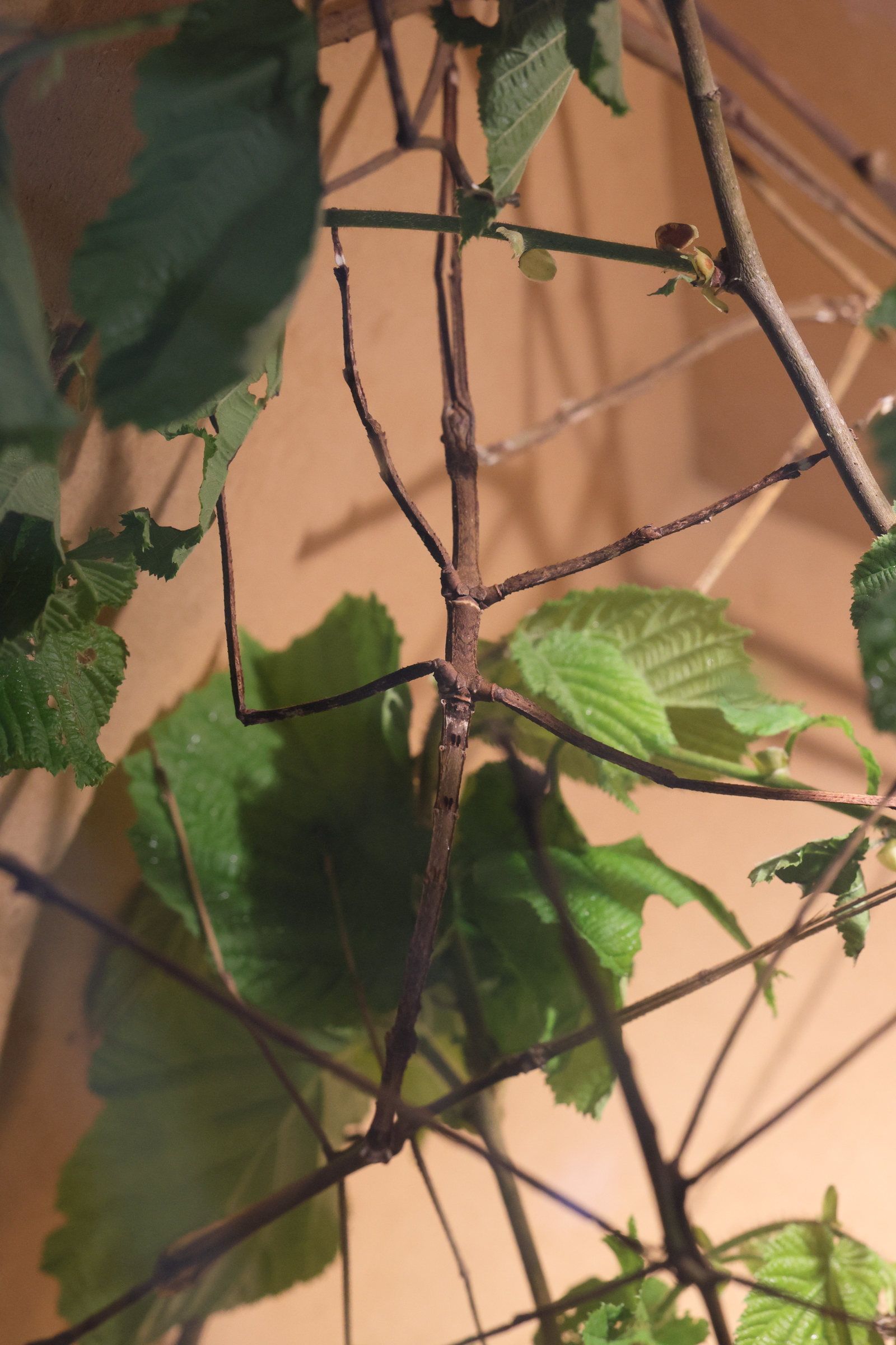 tirachoidea_biceps1md